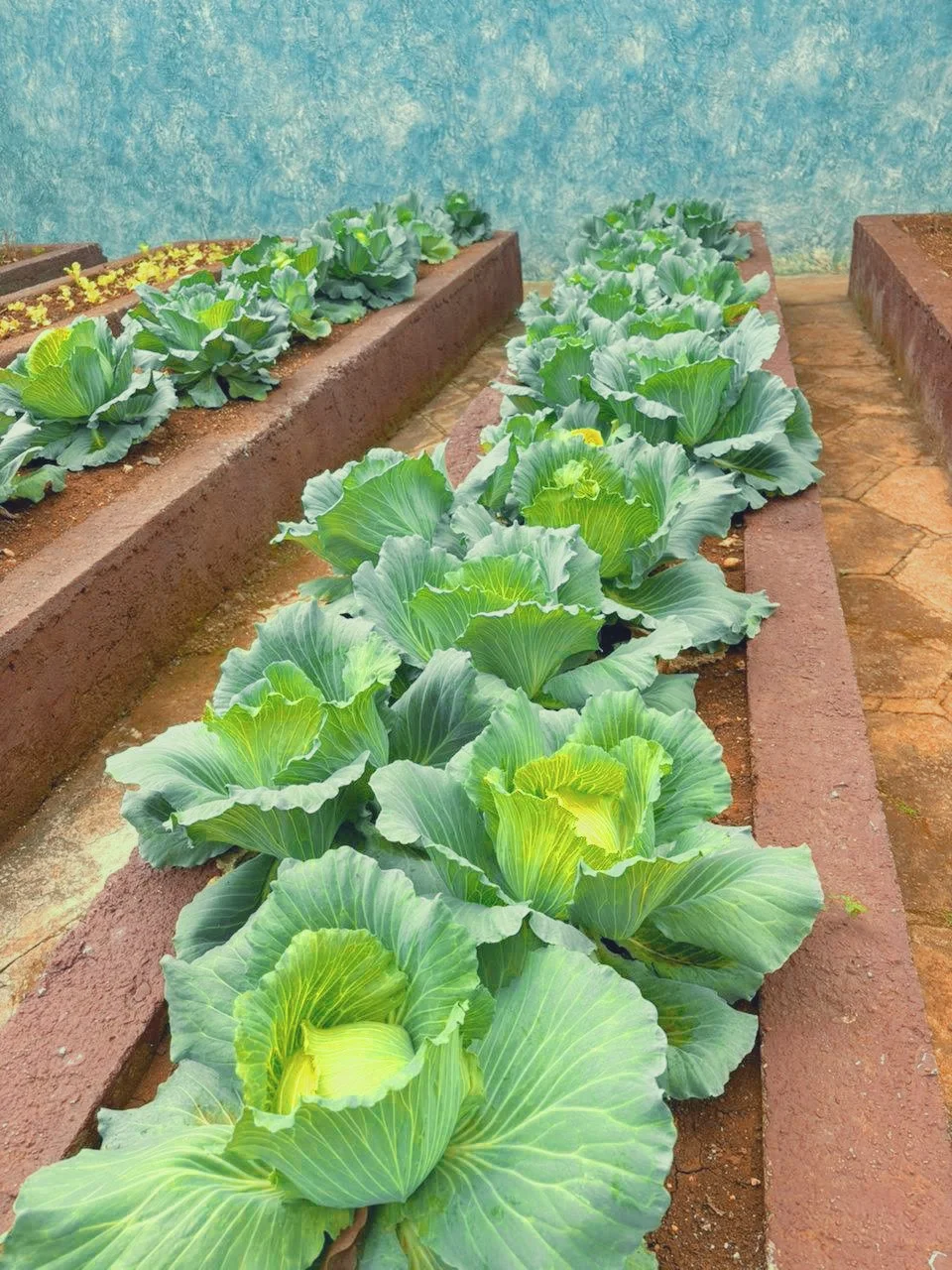 In Cuba, malnutrition-related deaths have risen by nearly 75% in recent years. Our school's new Gardens of Hope is doing its part to grow healthy food for the community. 