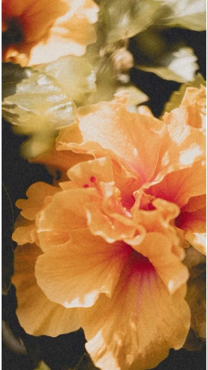 Close-up of a peach-colored hibiscus flower with ruffled petals.