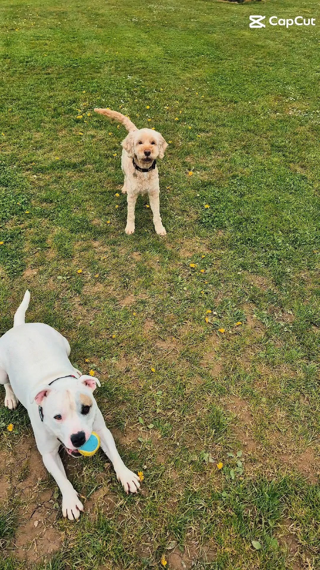 Two dogs playing on a grassy field with small yellow flowers, one white with a blue ball and the other curly-haired tan.