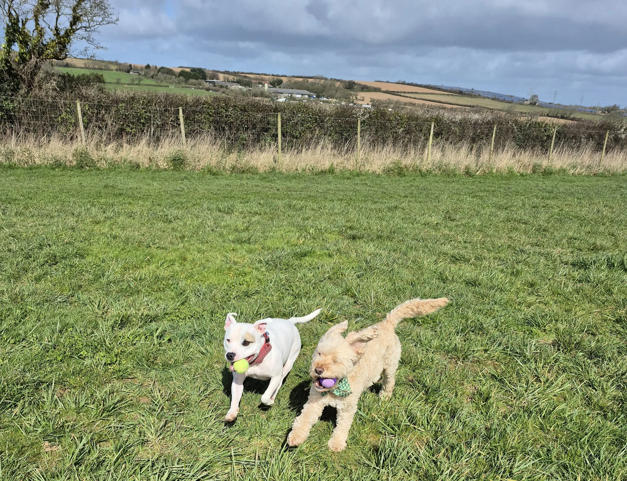 Two dogs playing on a grassy field, each carrying a ball in their mouth. One is white with black spots, and the other is tan with a green bandana.