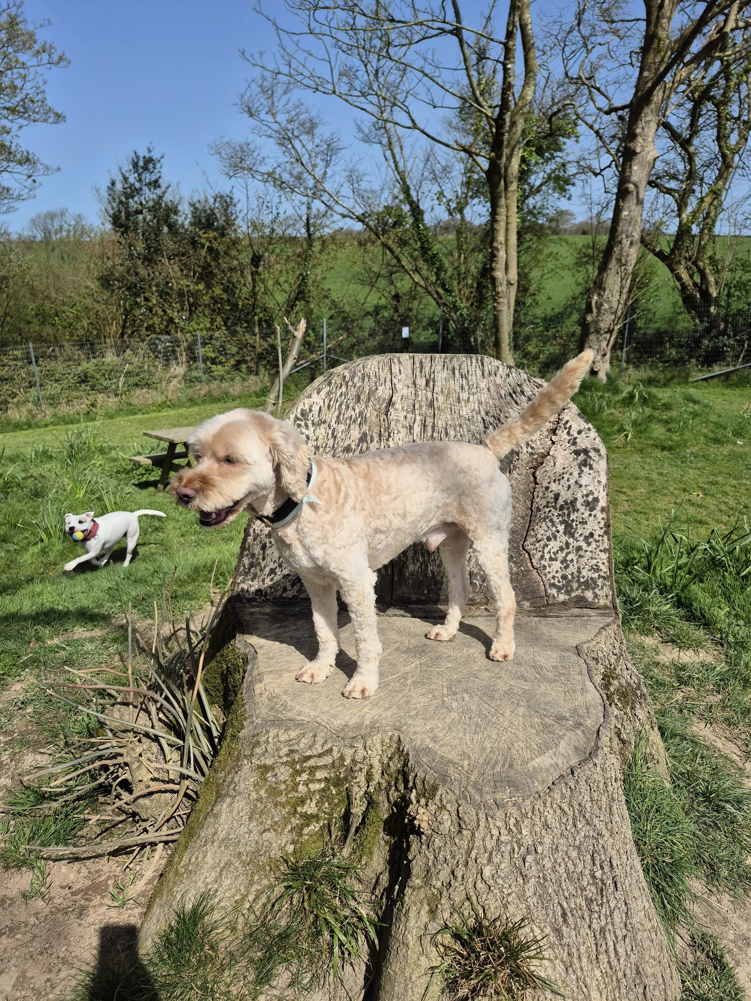 Dog in secure paddock dog walk near Truro with Kernow K9s, playing outdoors safely