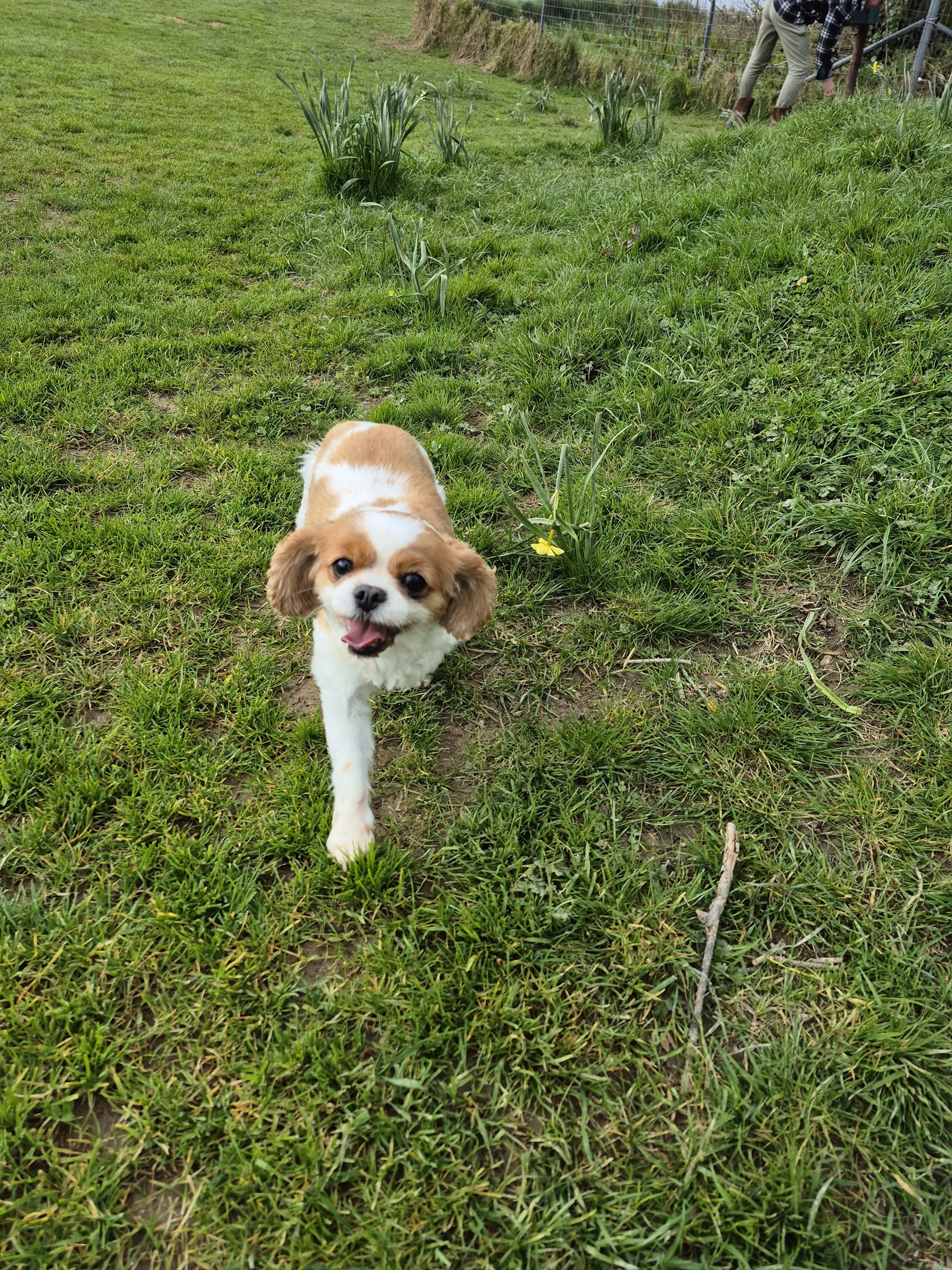 Solo dog walking in Truro for anxious or reactive dogs in a secure enclosed paddock with no roads