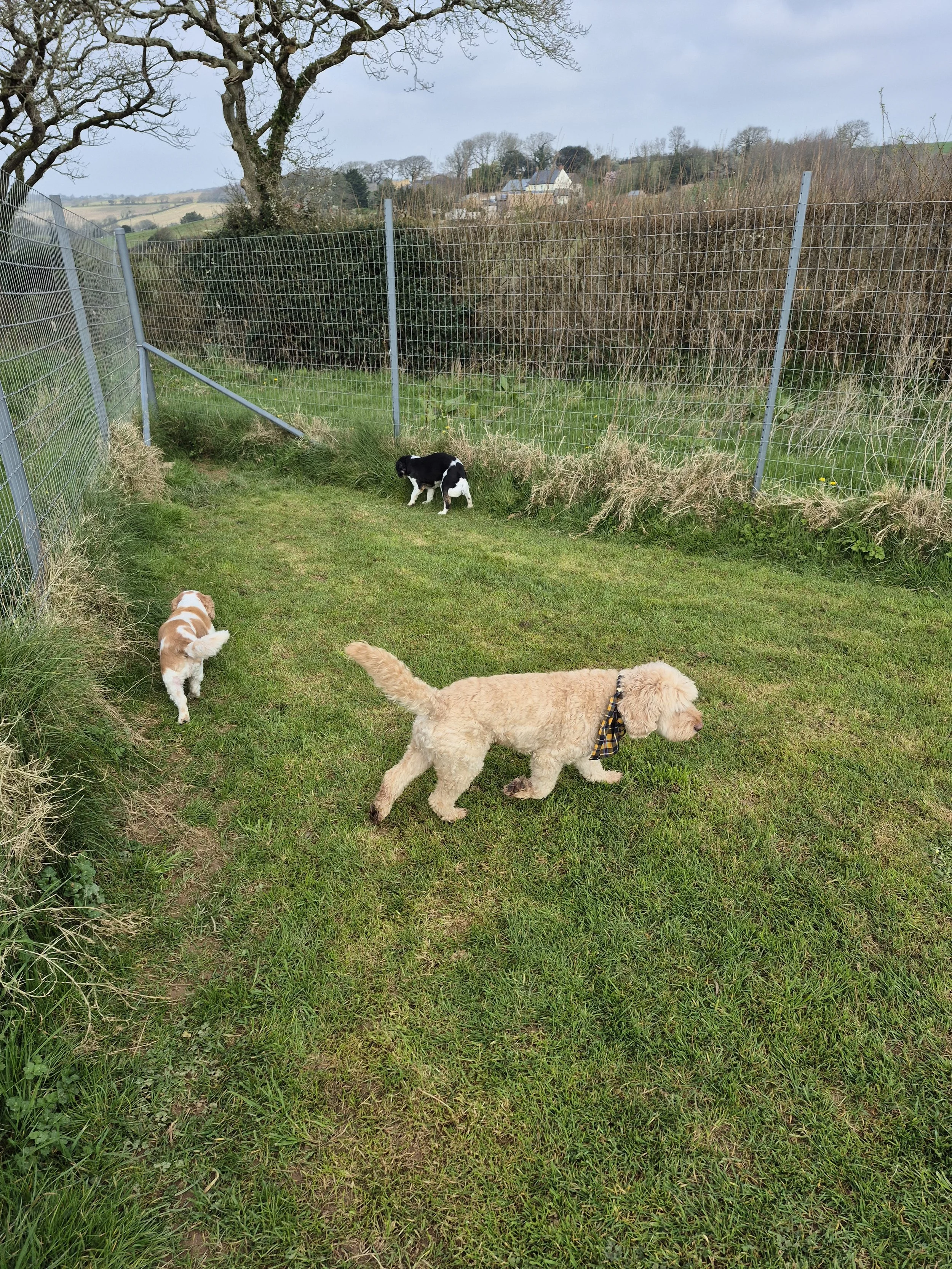 Three dogs in a fenced grassy outdoor area with trees and hilly landscape in the background.