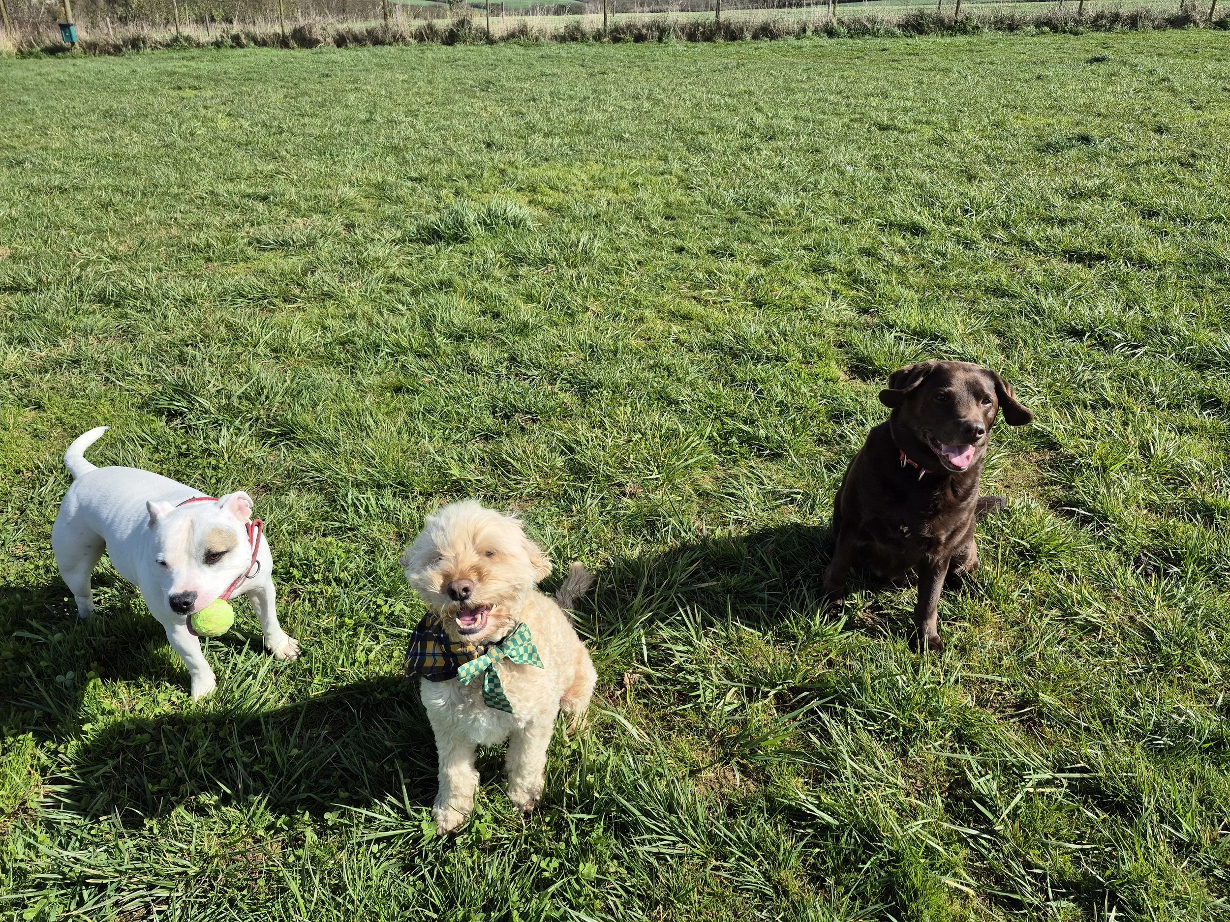 Dog walker in Truro offering secure paddock dog walks for safe off lead exercise in a fully enclosed field