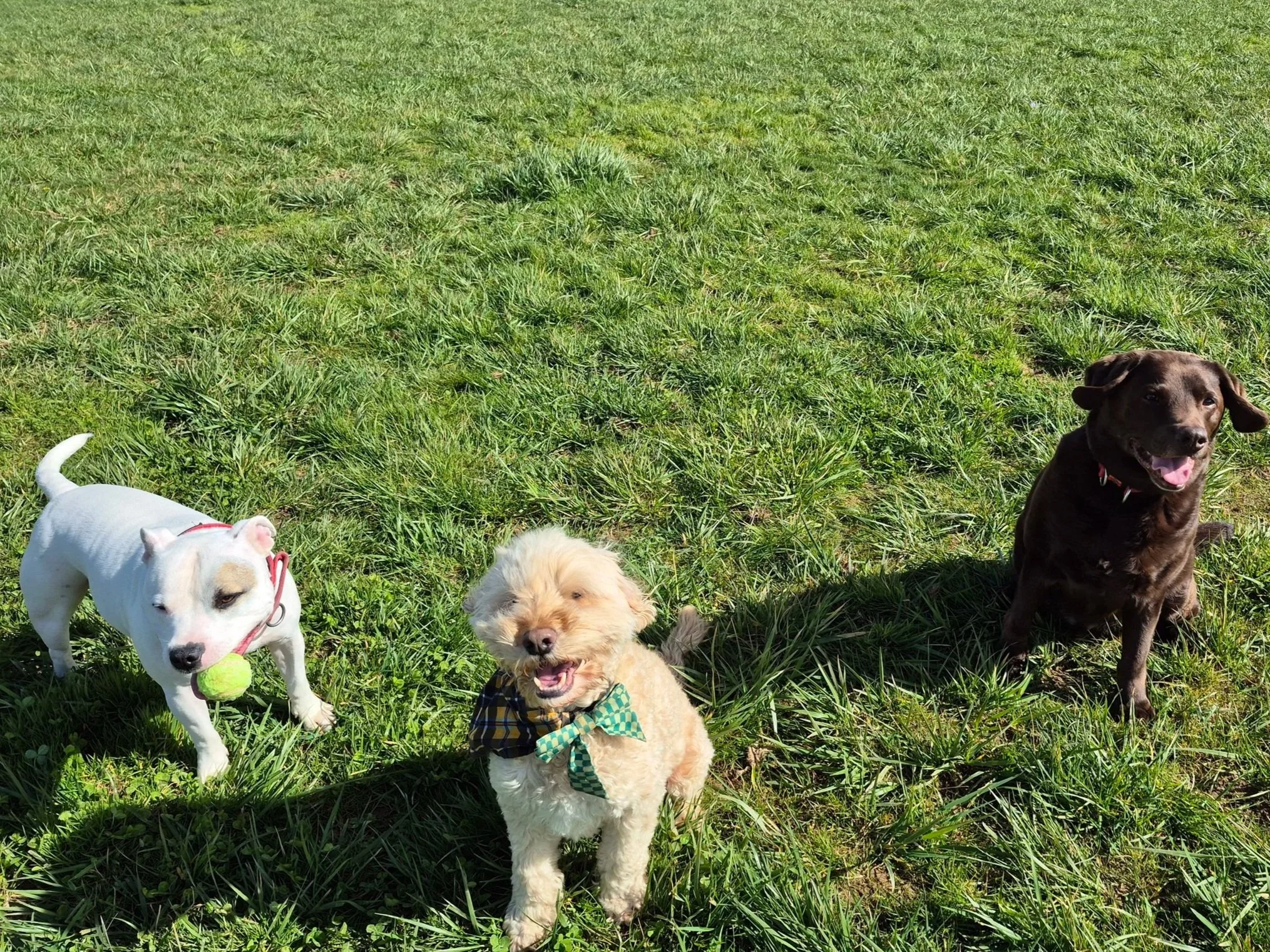 Three dogs sitting on grass outdoors, with the middle dog wearing a plaid bow tie and the left dog holding a tennis ball in its mouth.