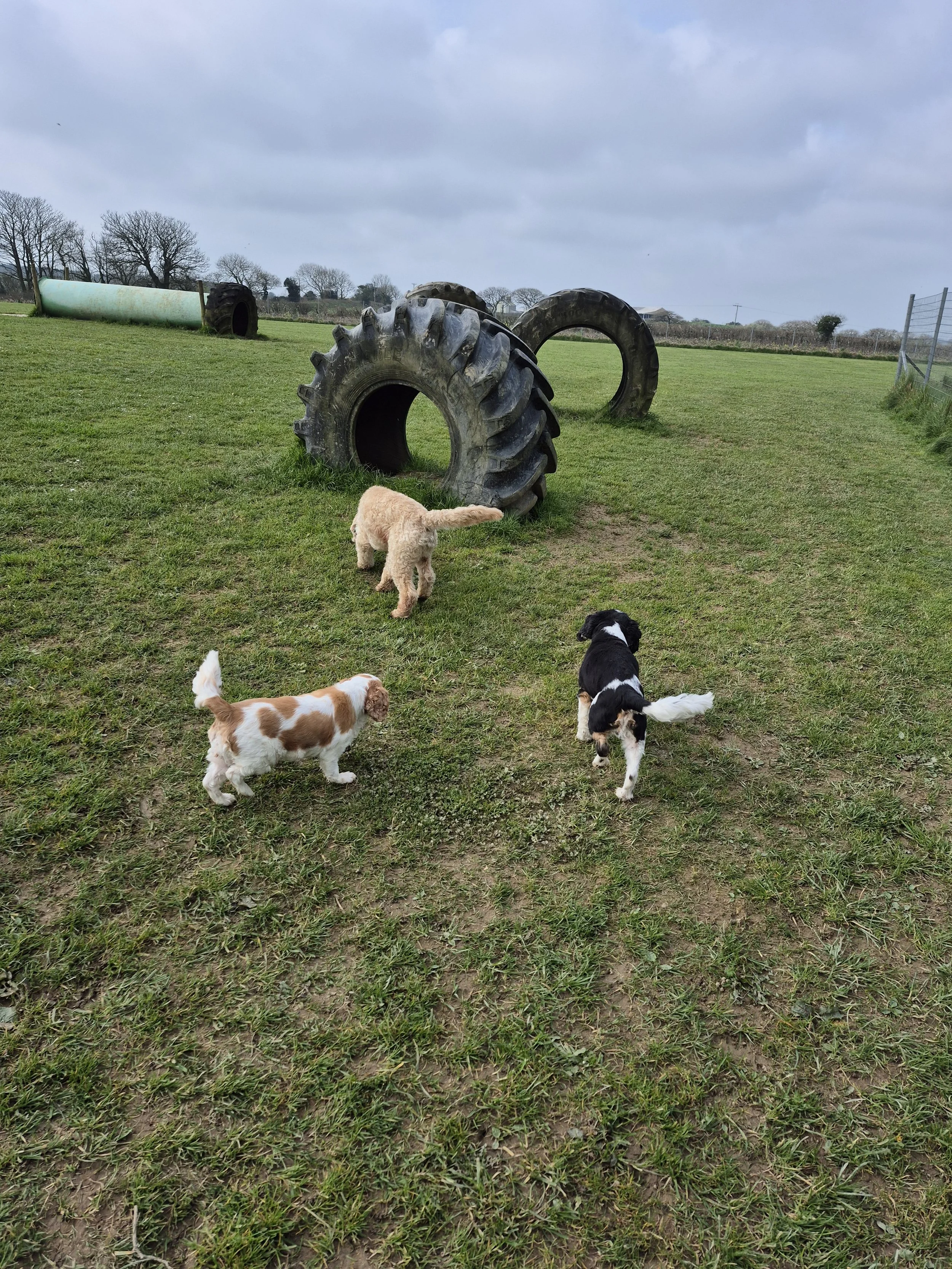 Three puppies playing on a grassy field with large tractor tires and a green pipe in the background.