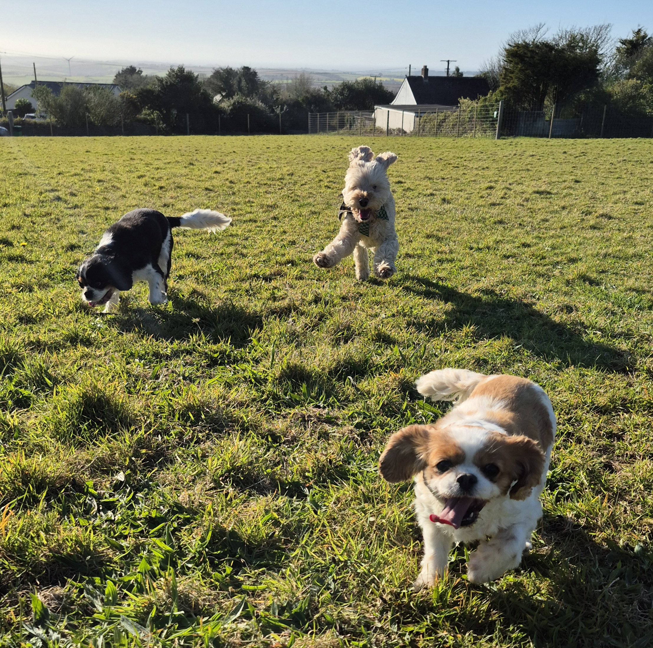 Happy dogs running and playing in a secure paddock during a dog walk in Truro Cornwall