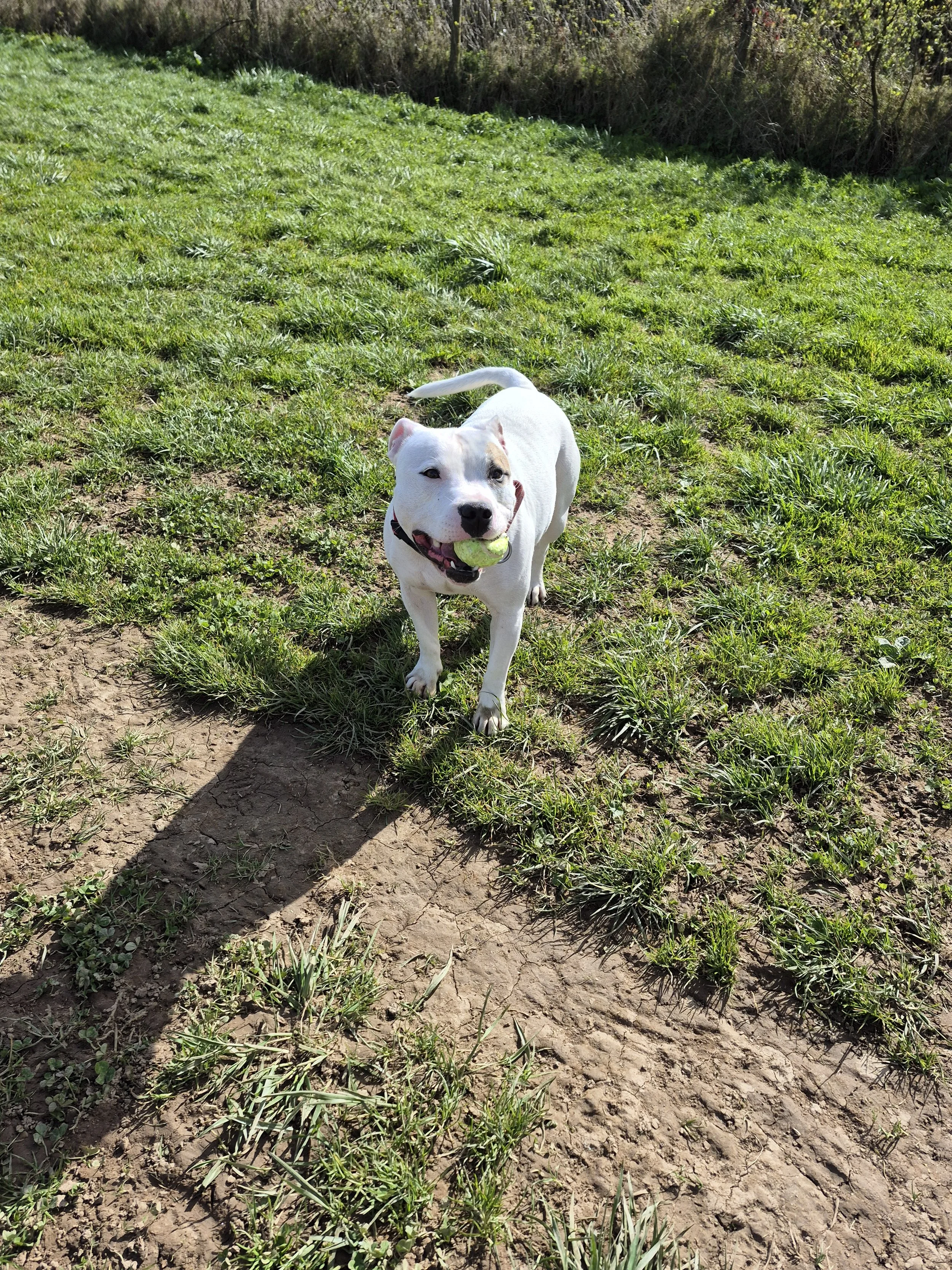 A white dog holding a tennis ball in its mouth standing on grassy ground with some dirt patches