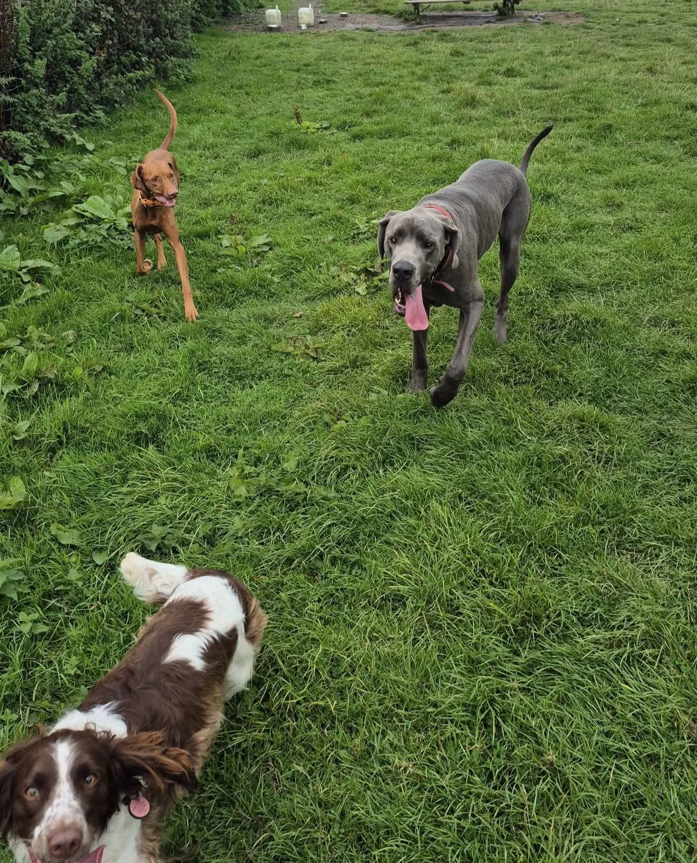 Dogs running across a secure exercise field in Cornwall
Happy dog enjoying a secure paddock walk with Kernow K9s
Dogs socialising and playing together during a group walk