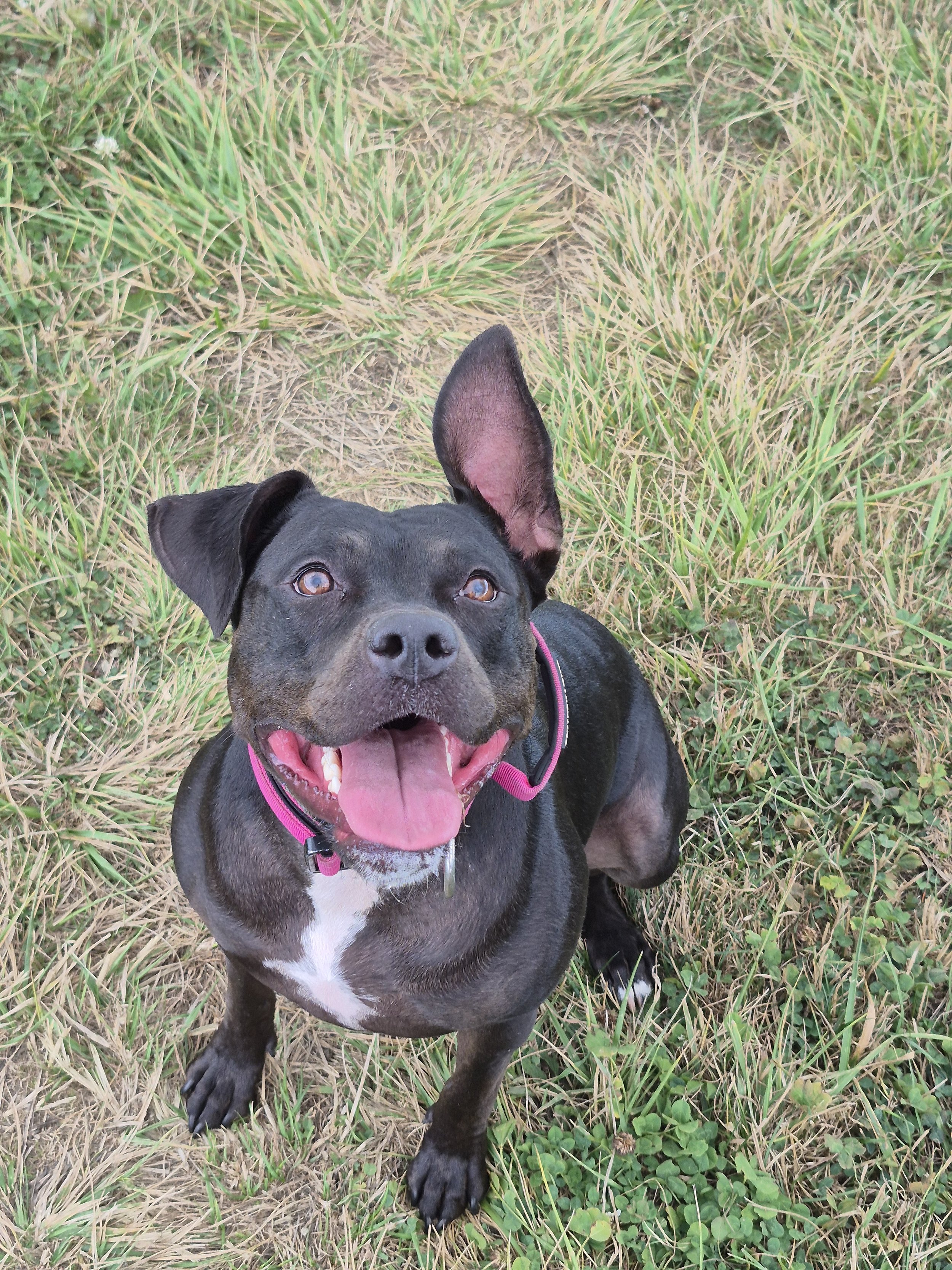 A happy black dog with white markings on its chest, wearing a pink collar, sitting on green grass and looking up at the camera with its tongue out.