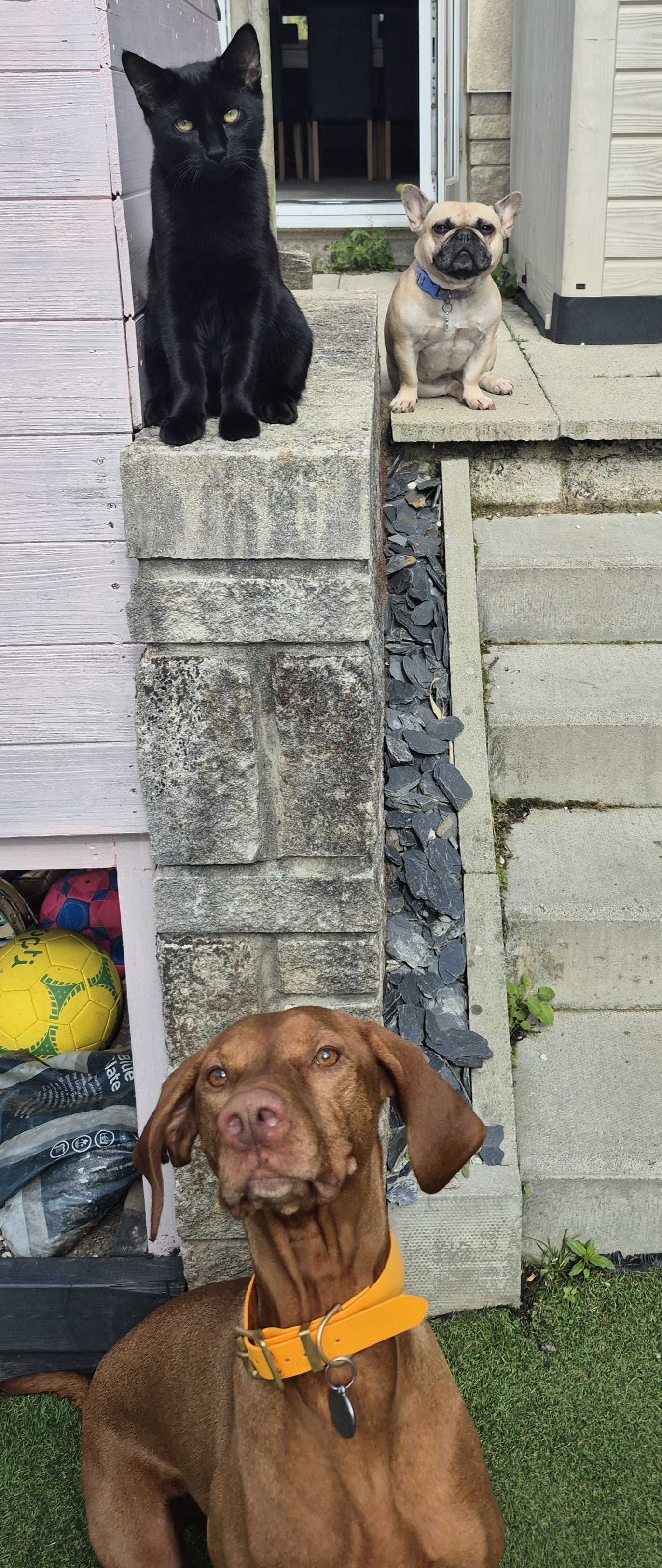 A black cat, a tan French Bulldog with a blue collar, and a brown dog with an orange collar are outside on a step and lawn in front of a house.
