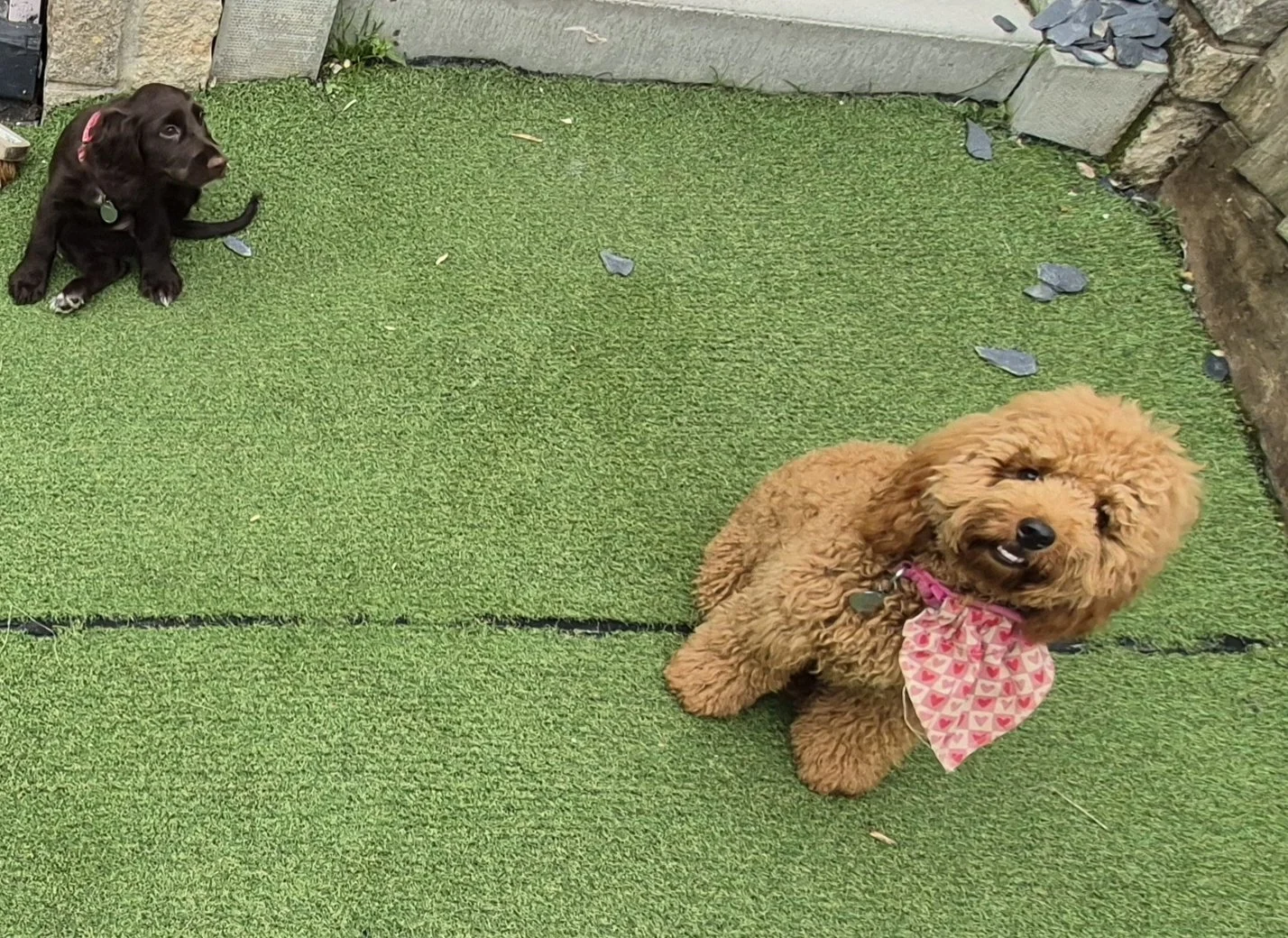 Two dogs, a small black puppy and a larger brown fluffy dog with a pink bandana, sitting on green artificial grass outside near a stone wall and fence.
