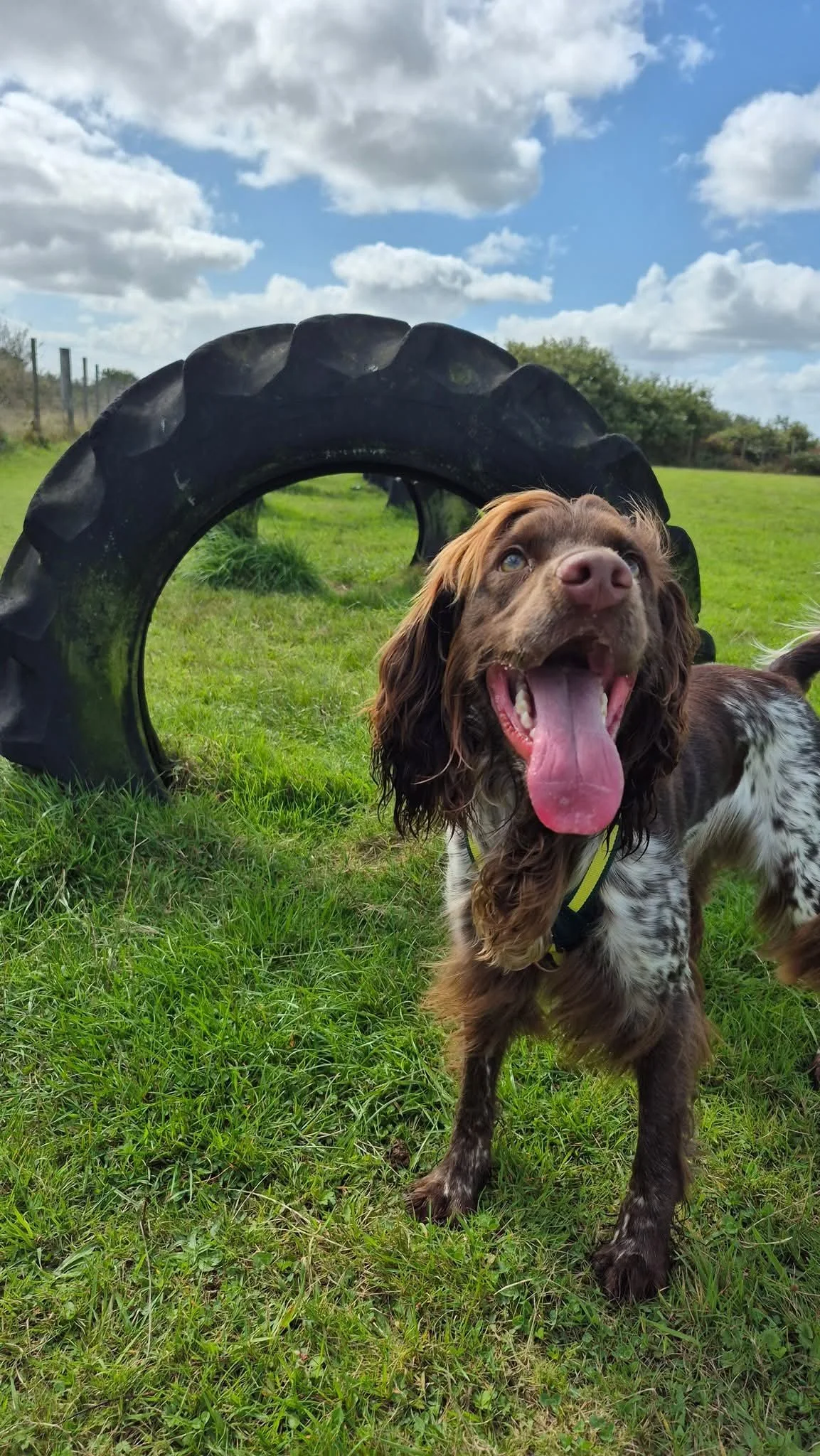 Dog enjoying a one-to-one secure paddock walk