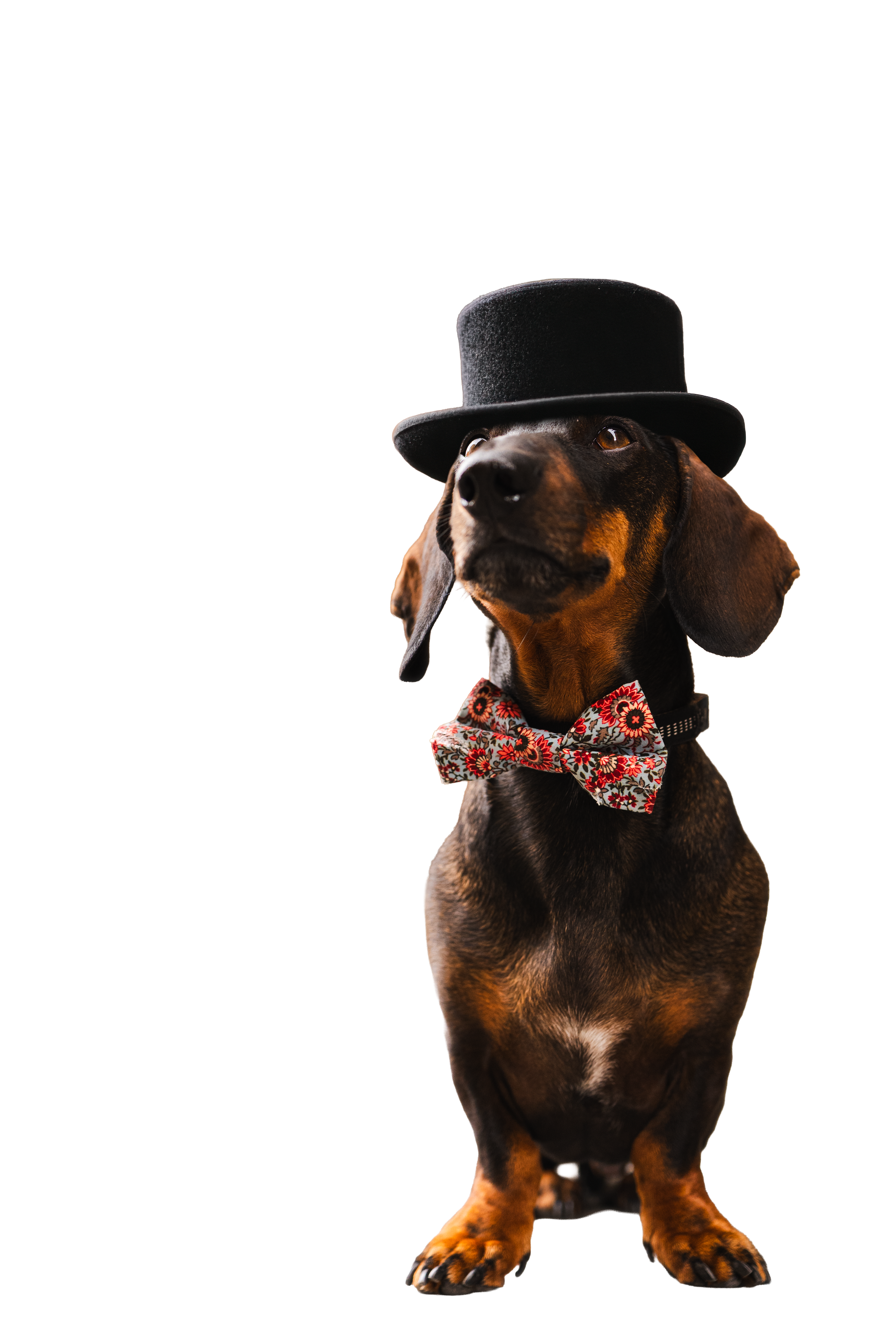 Soy Bombín. el wedding planner.