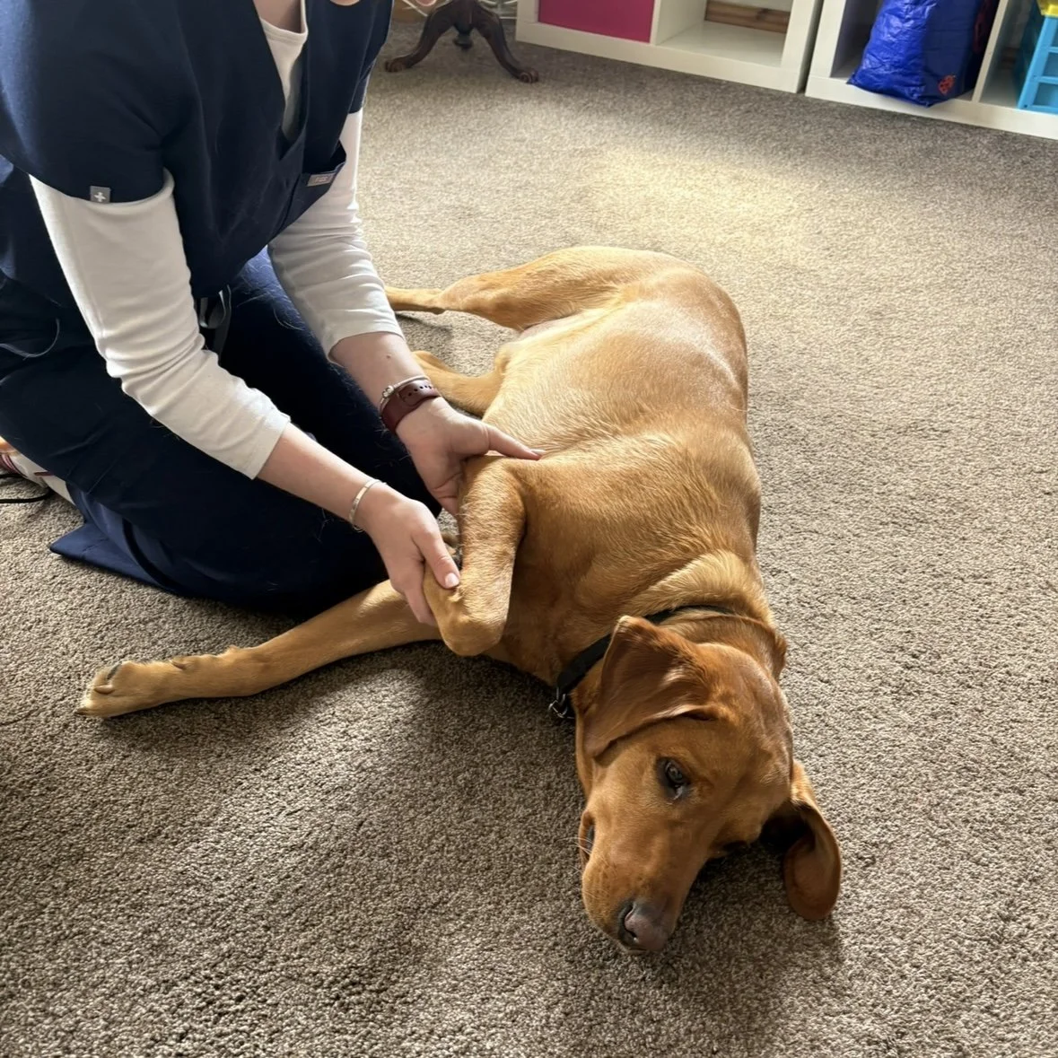 A person is kneeling on a carpeted floor, holding a large, brown dog lying on its side. The dog appears relaxed and the person is gently touching its hind leg.