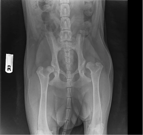 X-ray image of the pelvis and upper thighs of a human body.