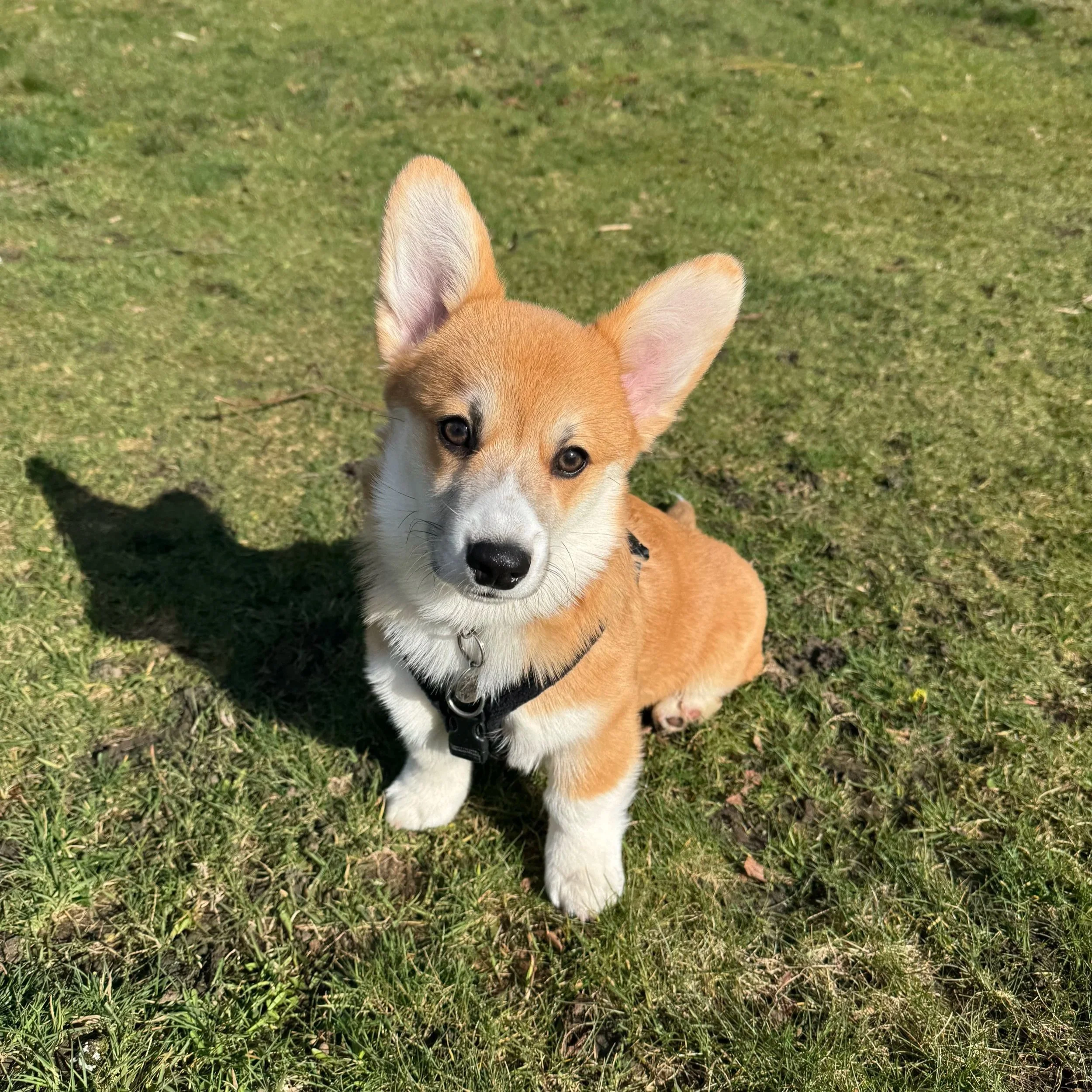Close-up of a young dog, likely a corgi, sitting on grass with its ears perked up and looking directly at the camera.