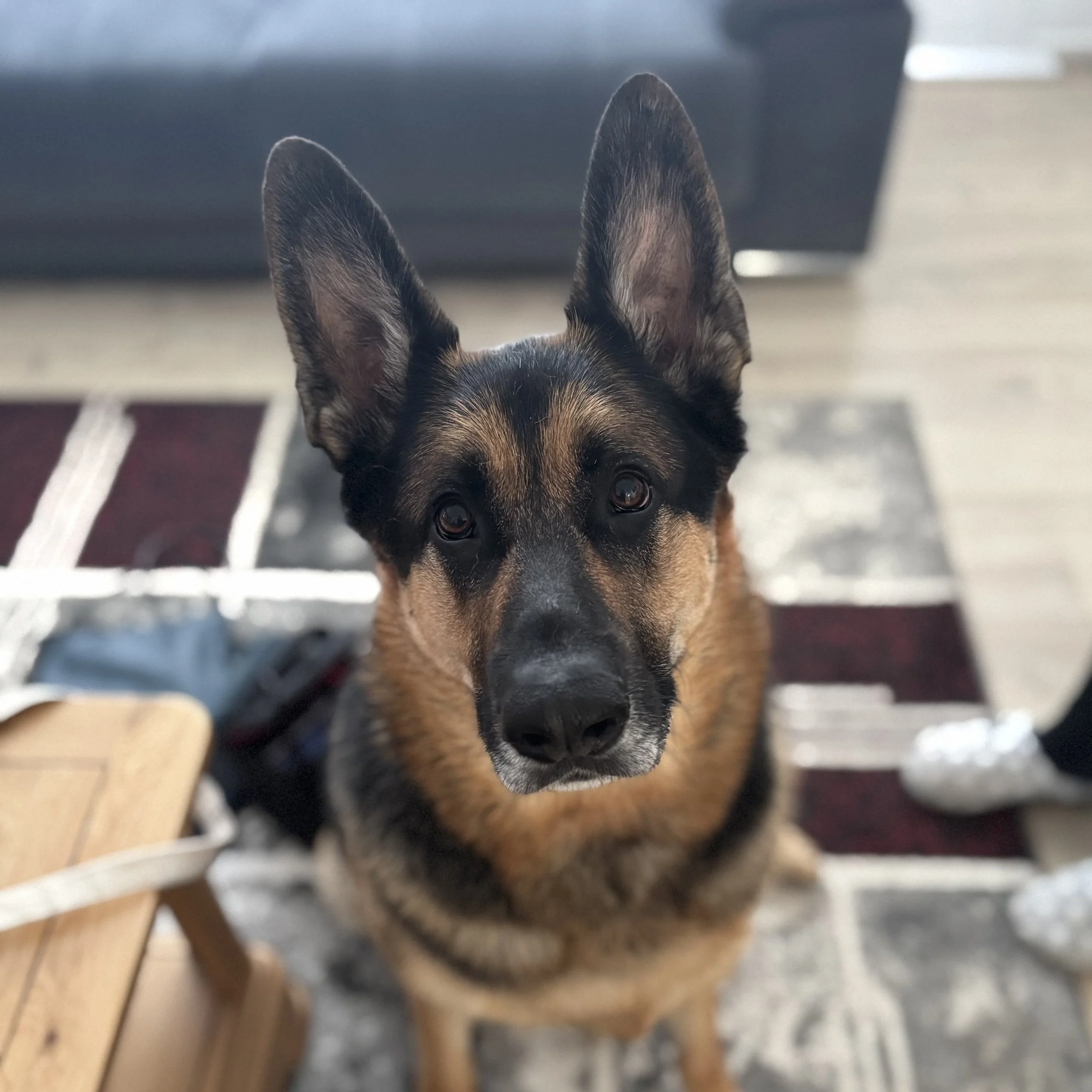 Close-up of a dog with large pointed ears looking up, with furniture in the background.