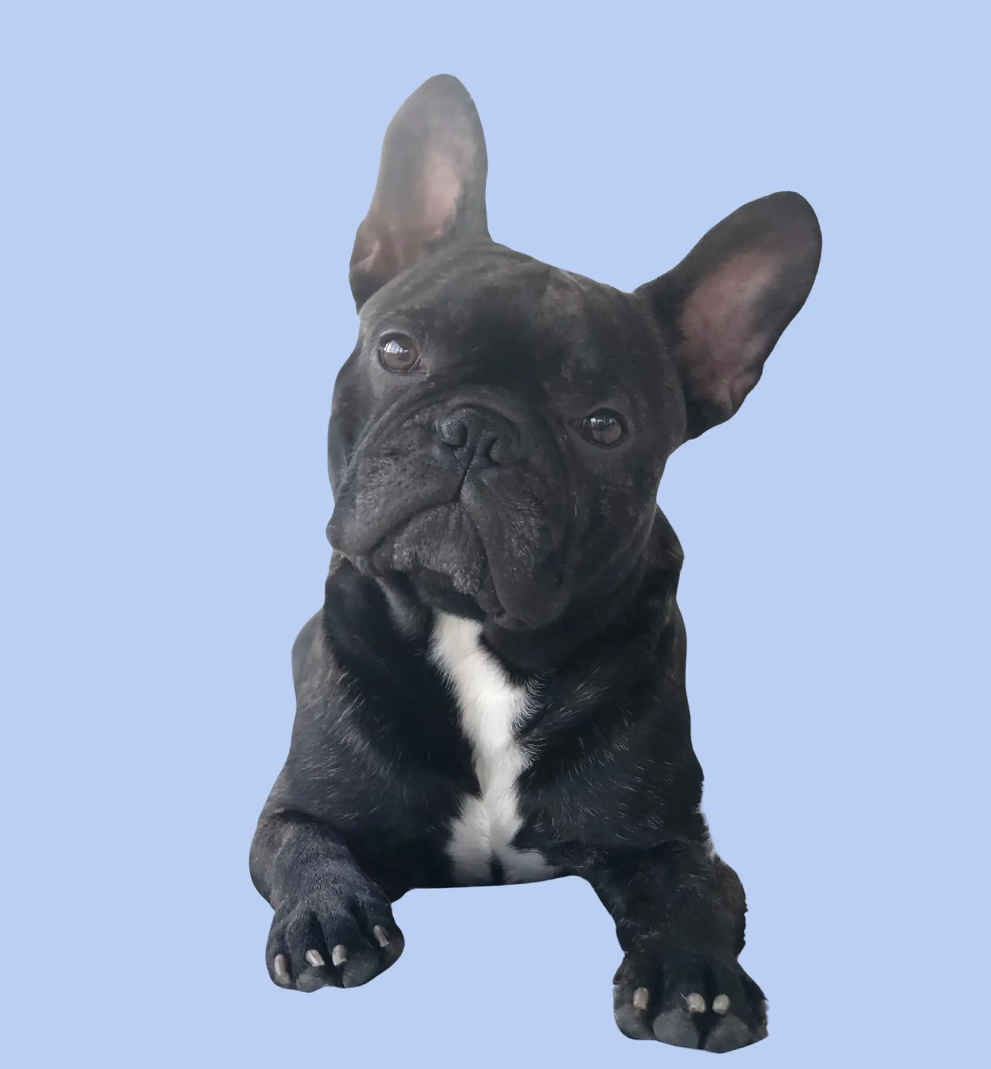 Milo – sjefshund i Kræm AS, trivselsansvarlig og kontorets uoffisielle sjef