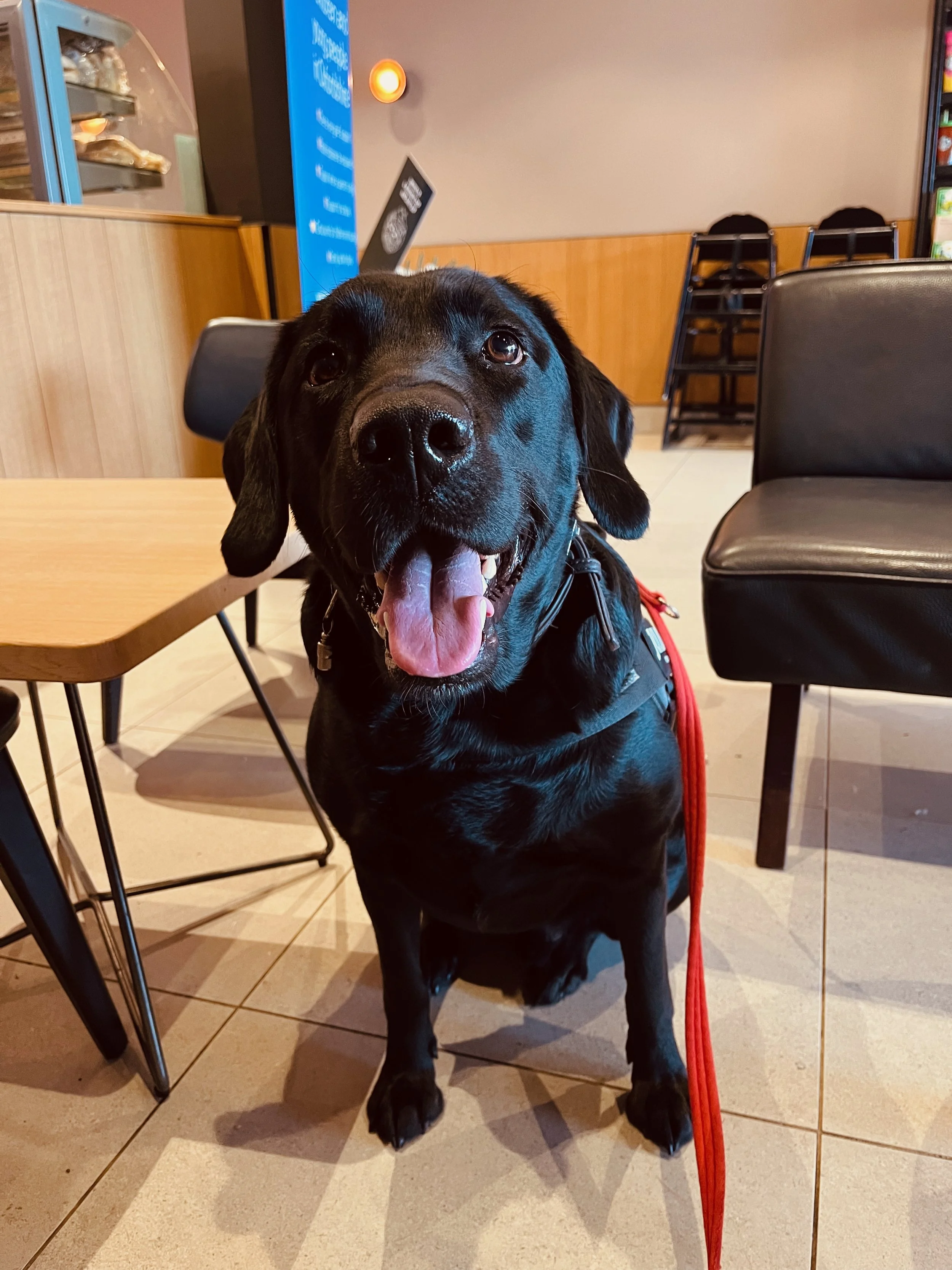 Science-based dog training