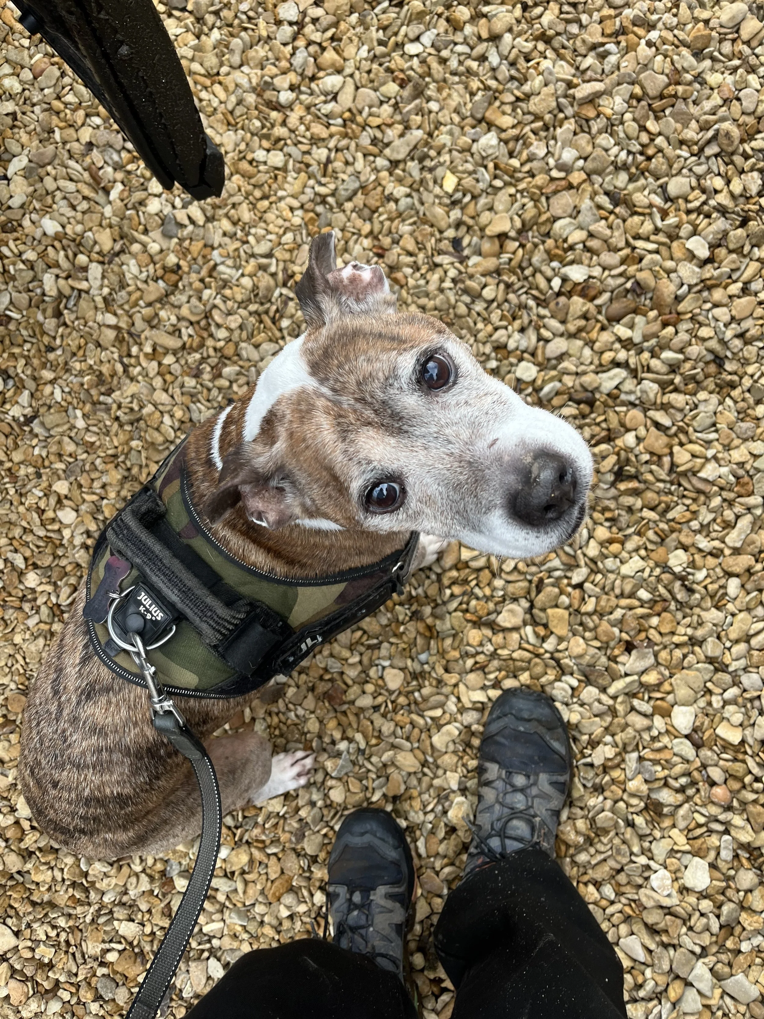 Free Recall and Loose Lead Walking Workshop