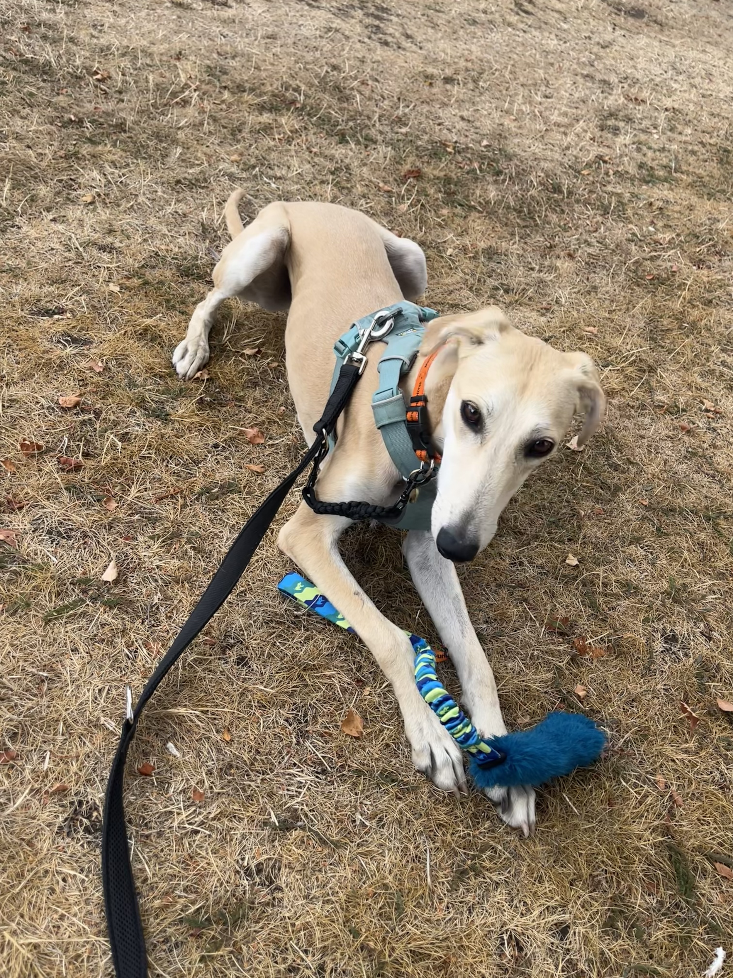 solo dog walking cambridge