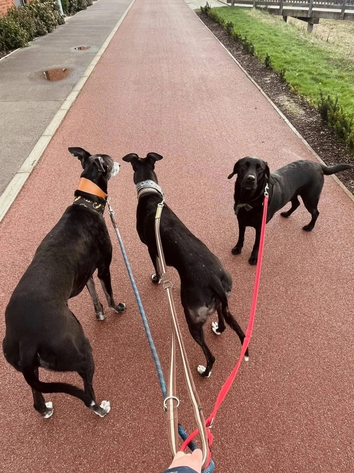 pack walking cambridge