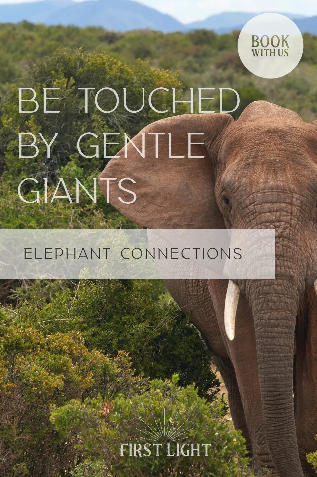 Elephant Interactions