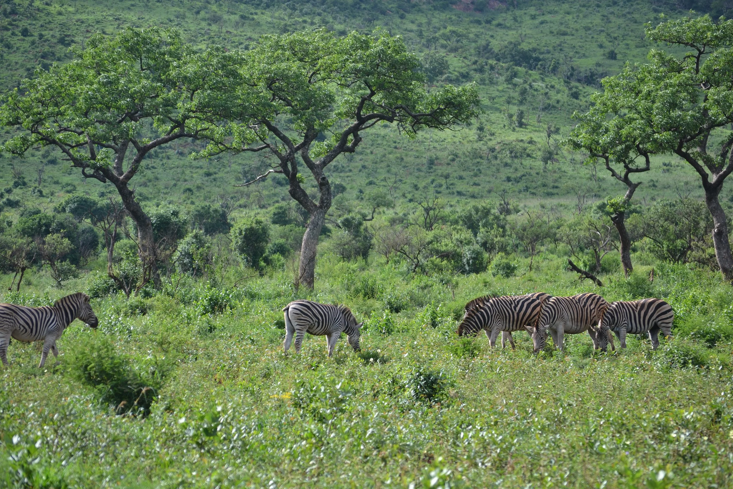 DSC_0980.JPG