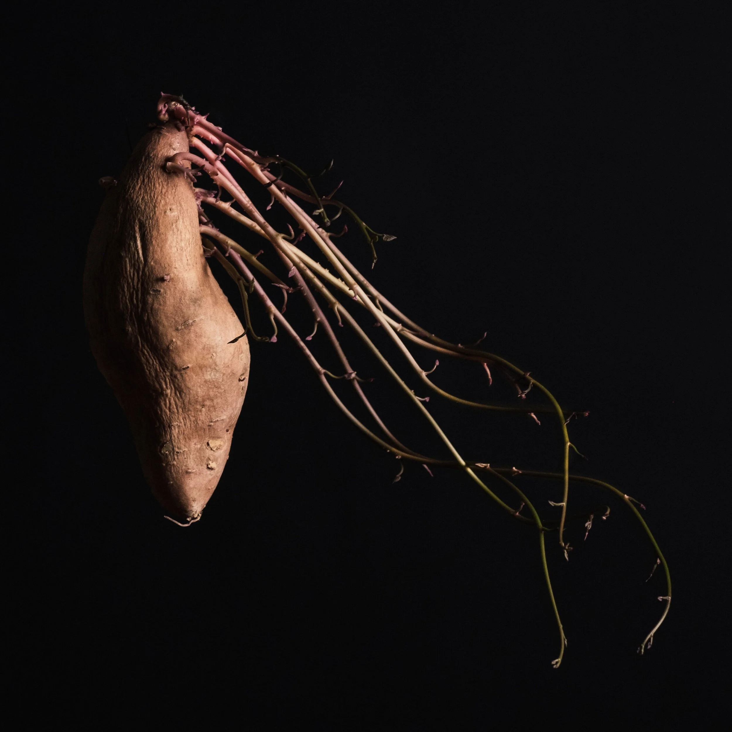 Studio photograph of a sprouting potato
