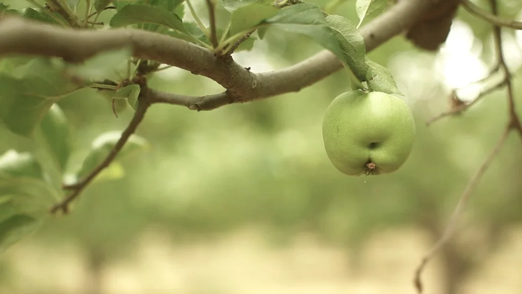 Green apple hanging on a branch