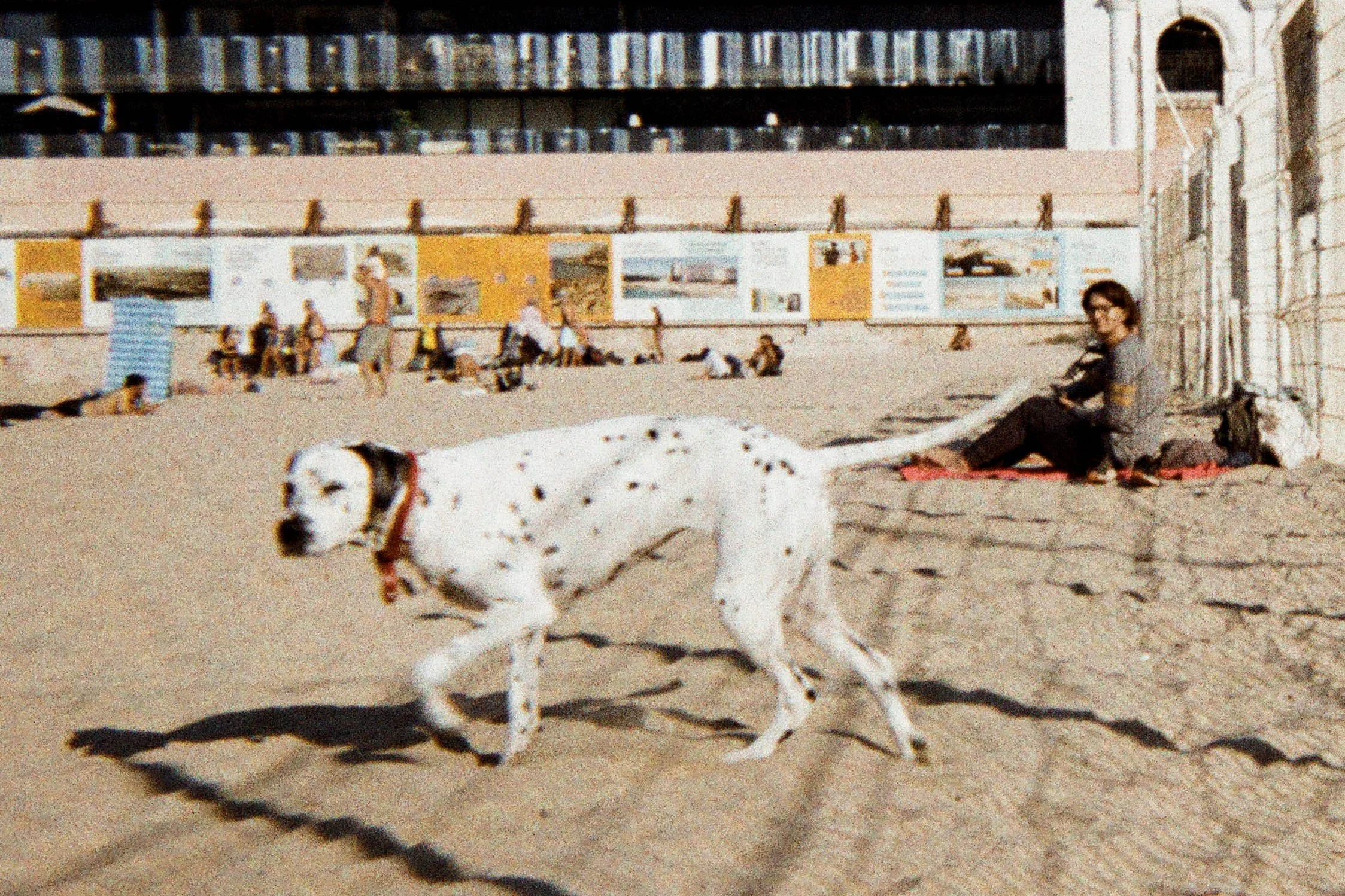 DARDUN_LeDalmatien_zoom_0027_###.jpg