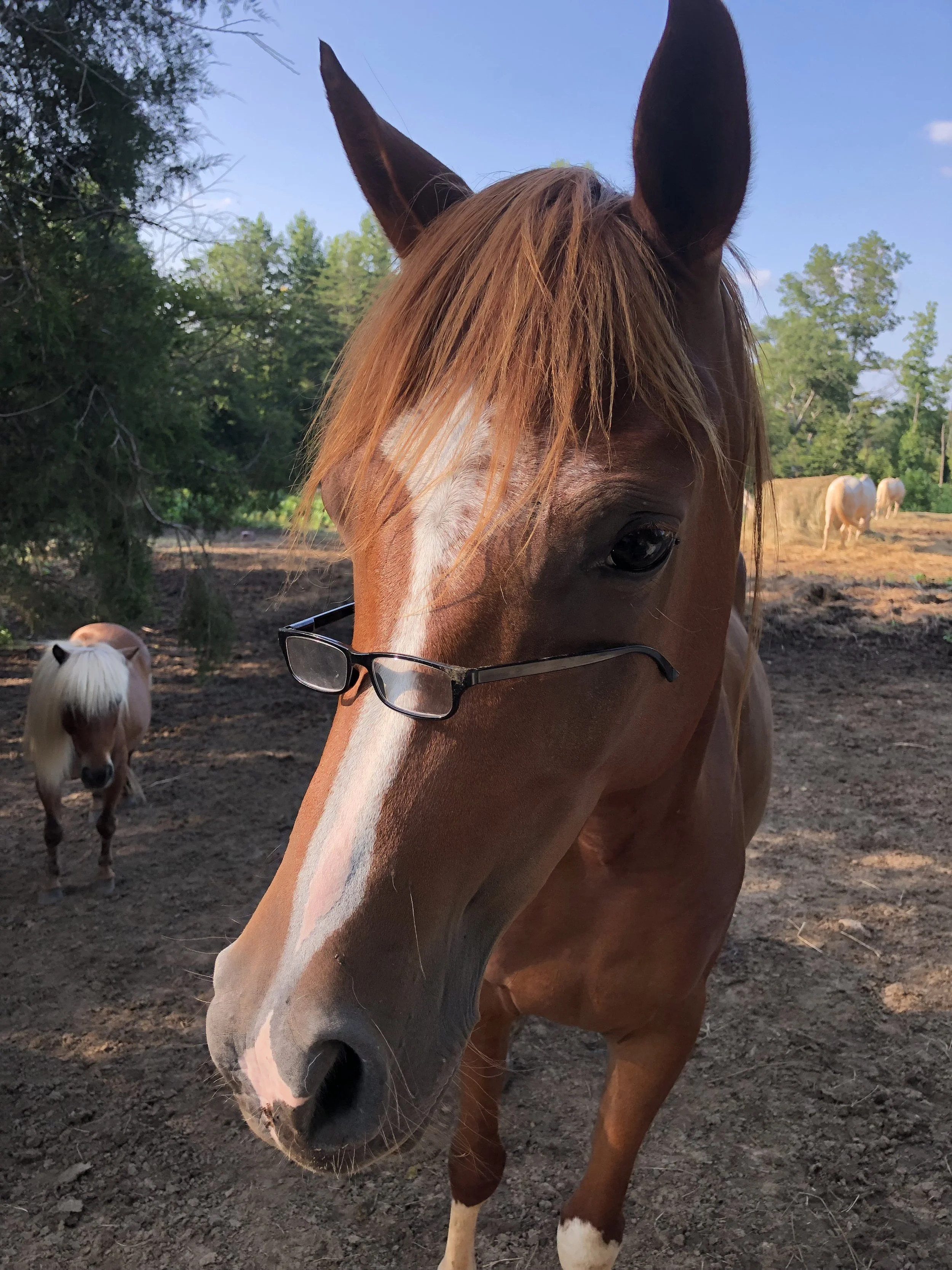 Close-up of a brown horse with a white stripe on its face, wearing glasses, in a natural outdoor setting with trees and other horses in the background.