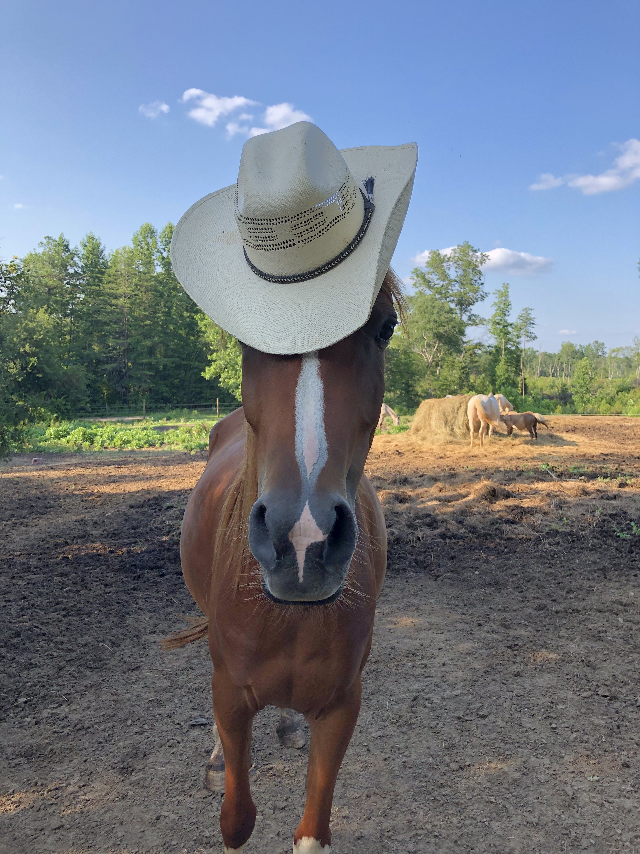 A brown horse wearing a cowboy hat standing on a farm with green trees and a blue sky in the background. There are hay bales and other horses in the distance.