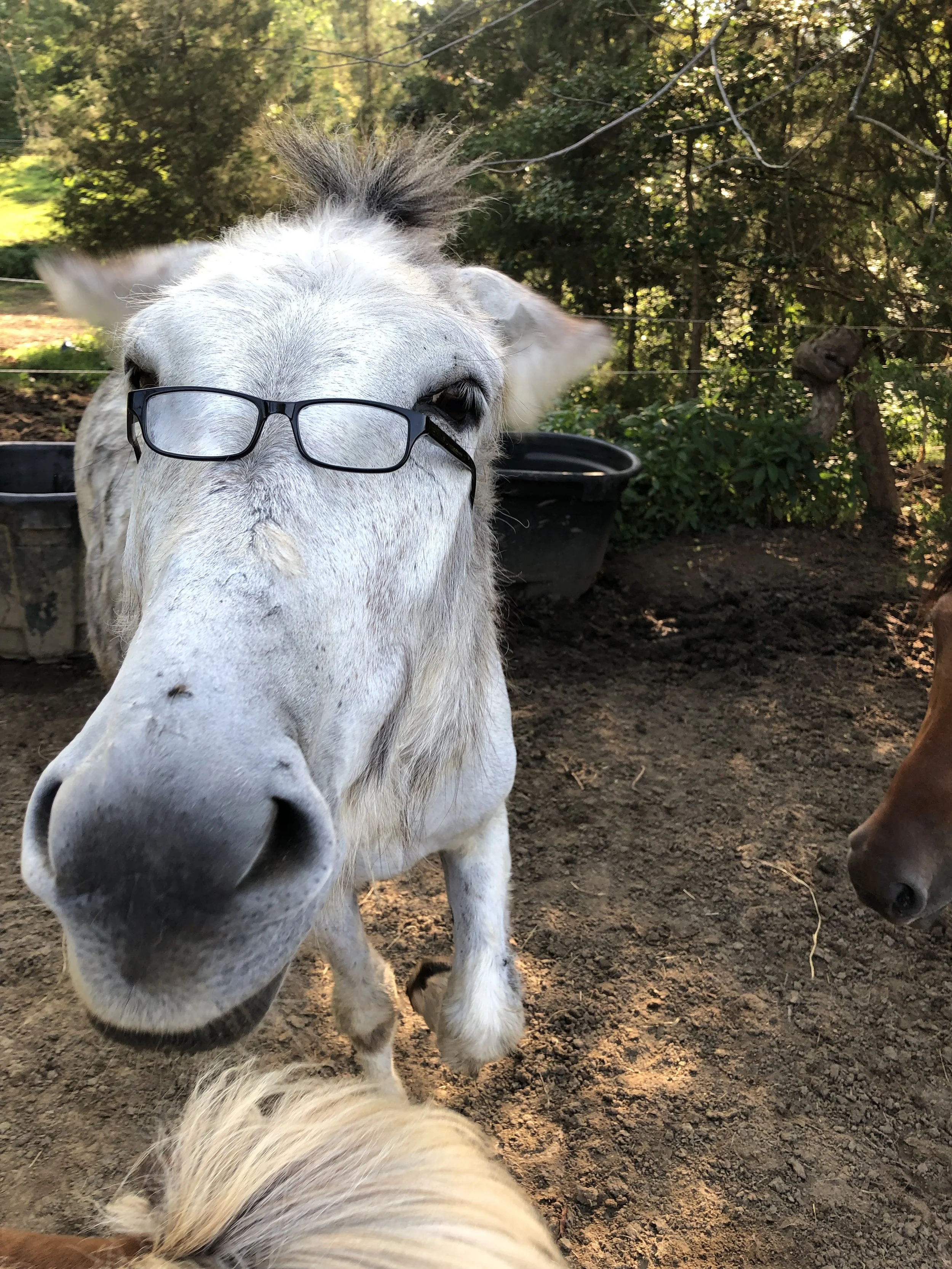 A curious white donkey with glasses hanging from its ears standing in a dirt area, with trees and plants in the background.