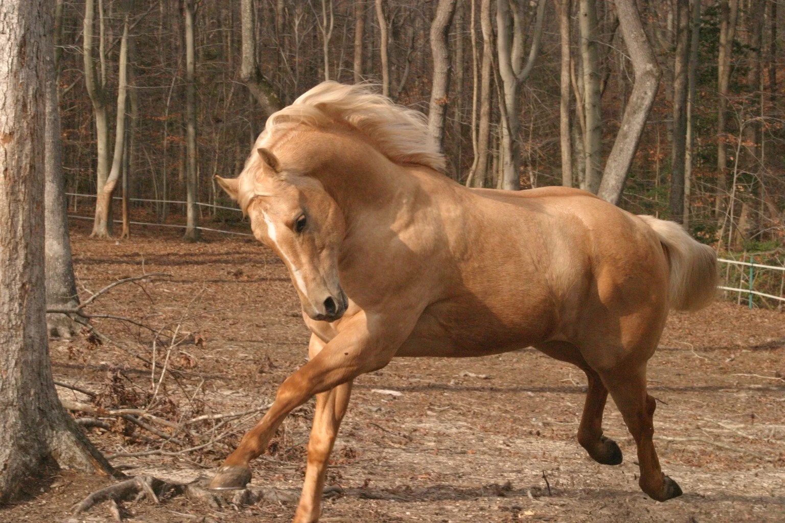 A tan horse with a flowing blonde mane and tail kicking up dirt in a wooded area with trees and a fence in the background.