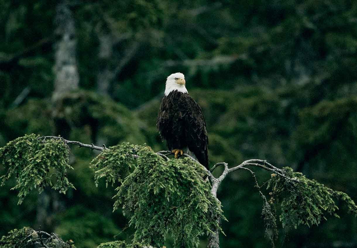 Eagle.jpg