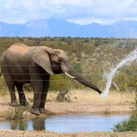 20240401_145358-480x480 Elephant Imagine Safari.jpg