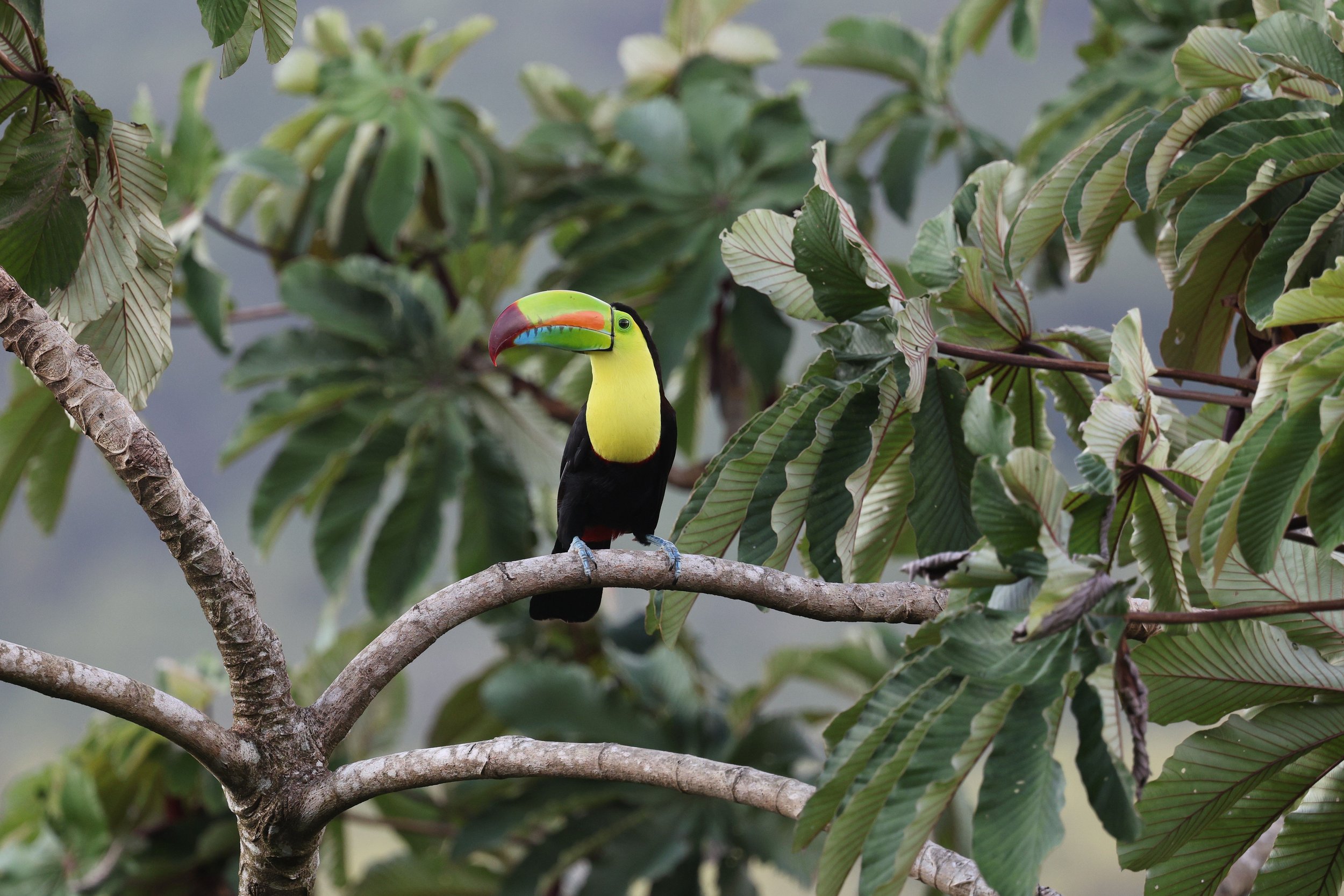 The Cloud Forests of Costa Rica: Why the Country Became a Glamping Capital