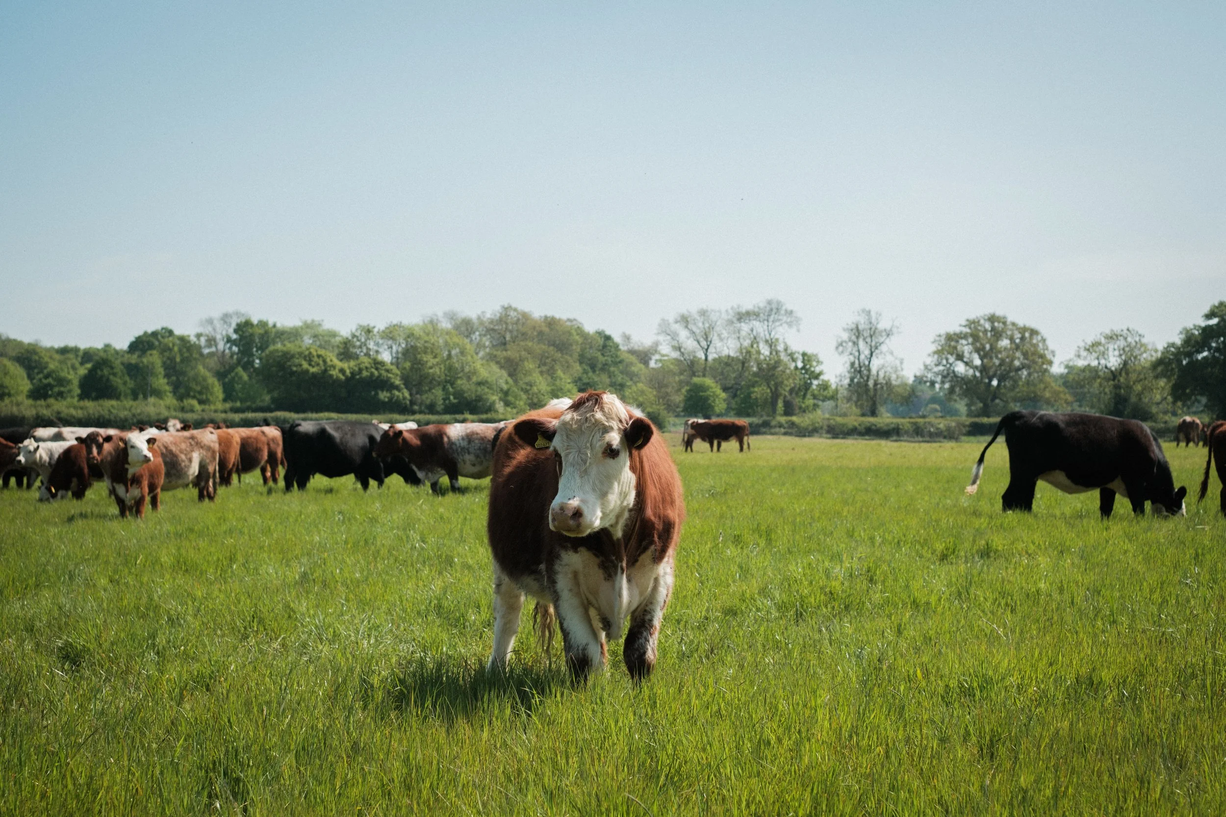 A cow standing in a green pasture with other cows grazing and trees in the background under a clear blue sky.