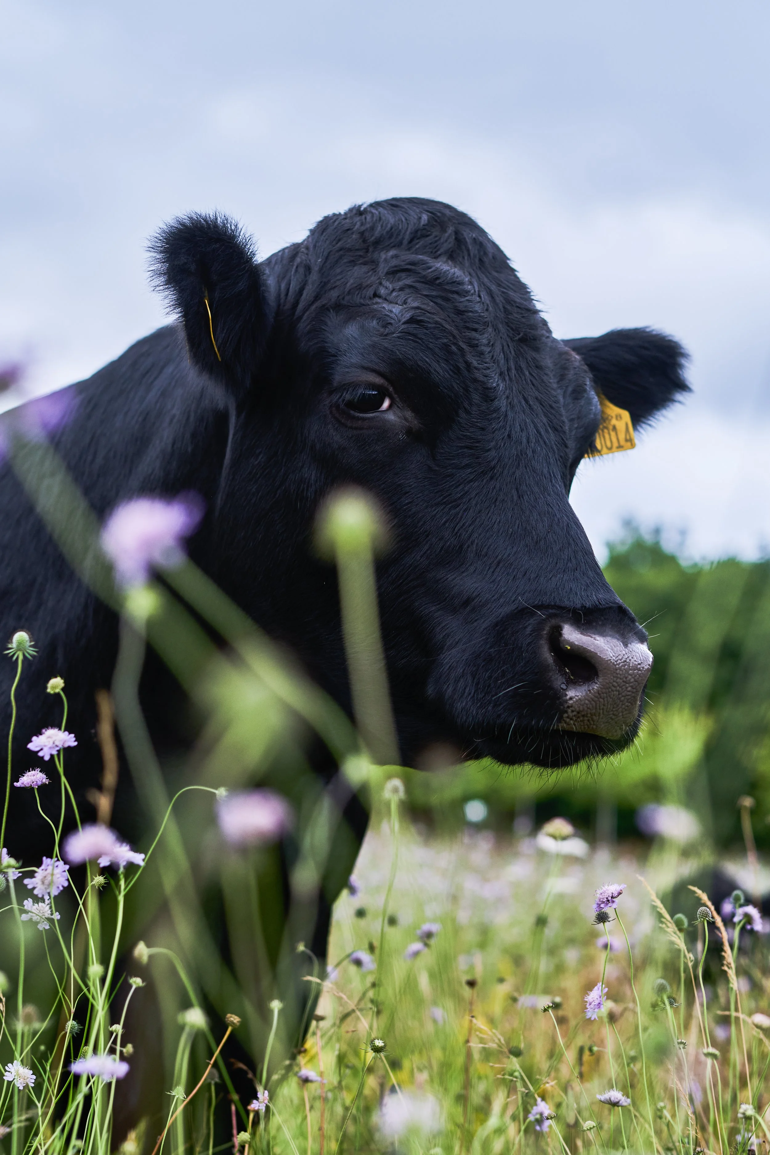Close-up of a black calf with a yellow ear tag, surrounded by purple and white wildflowers in a grassy field under a cloudy sky.
