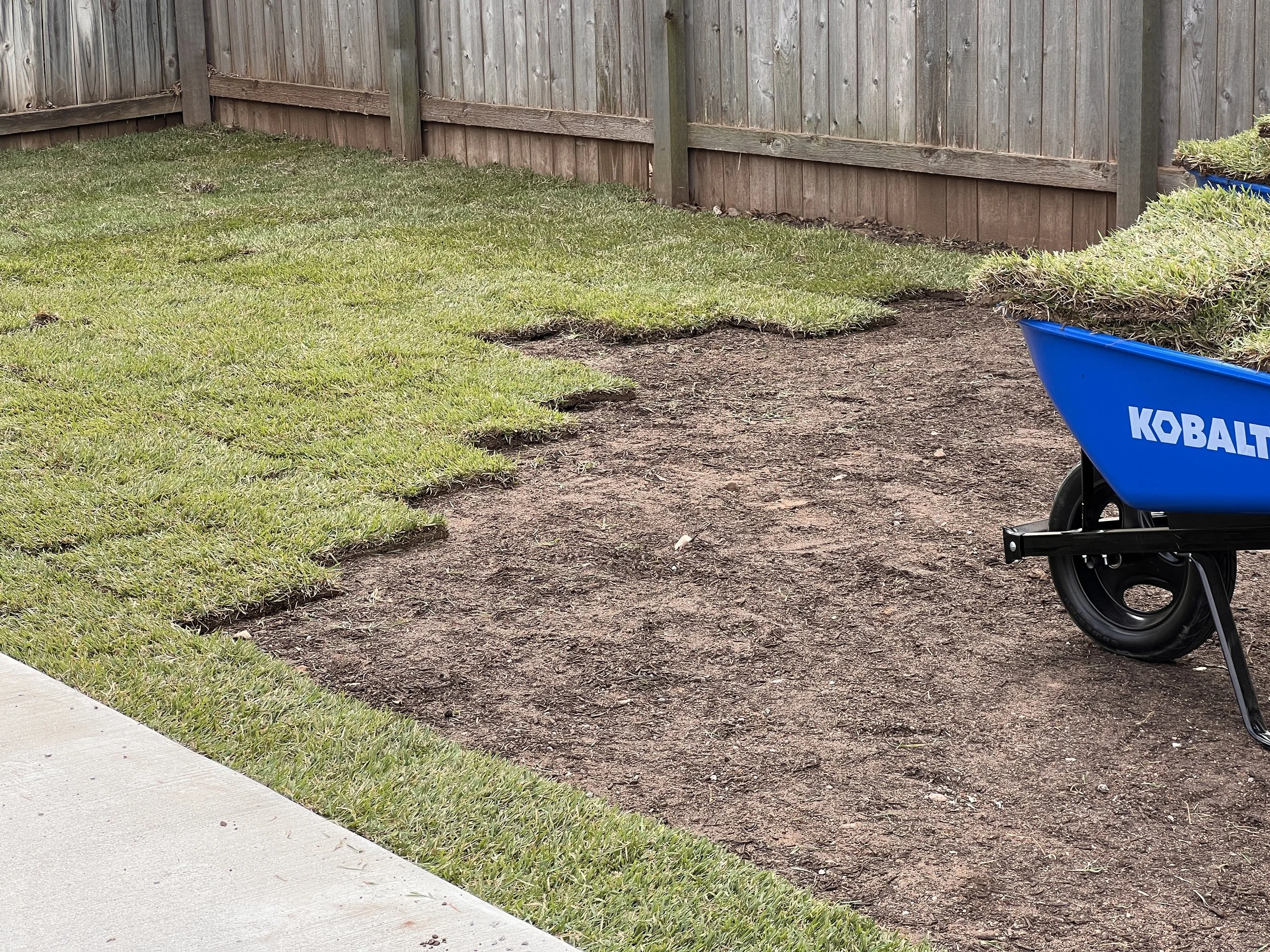 A yard with partially laid sod next to a wooden fence, and a blue wheelbarrow filled with dirt and plant debris.