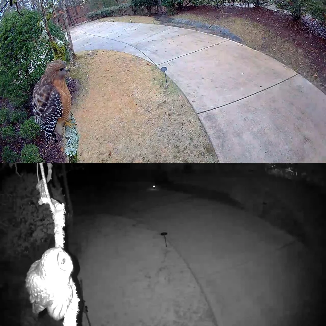 Two Hunters. Same Perch.