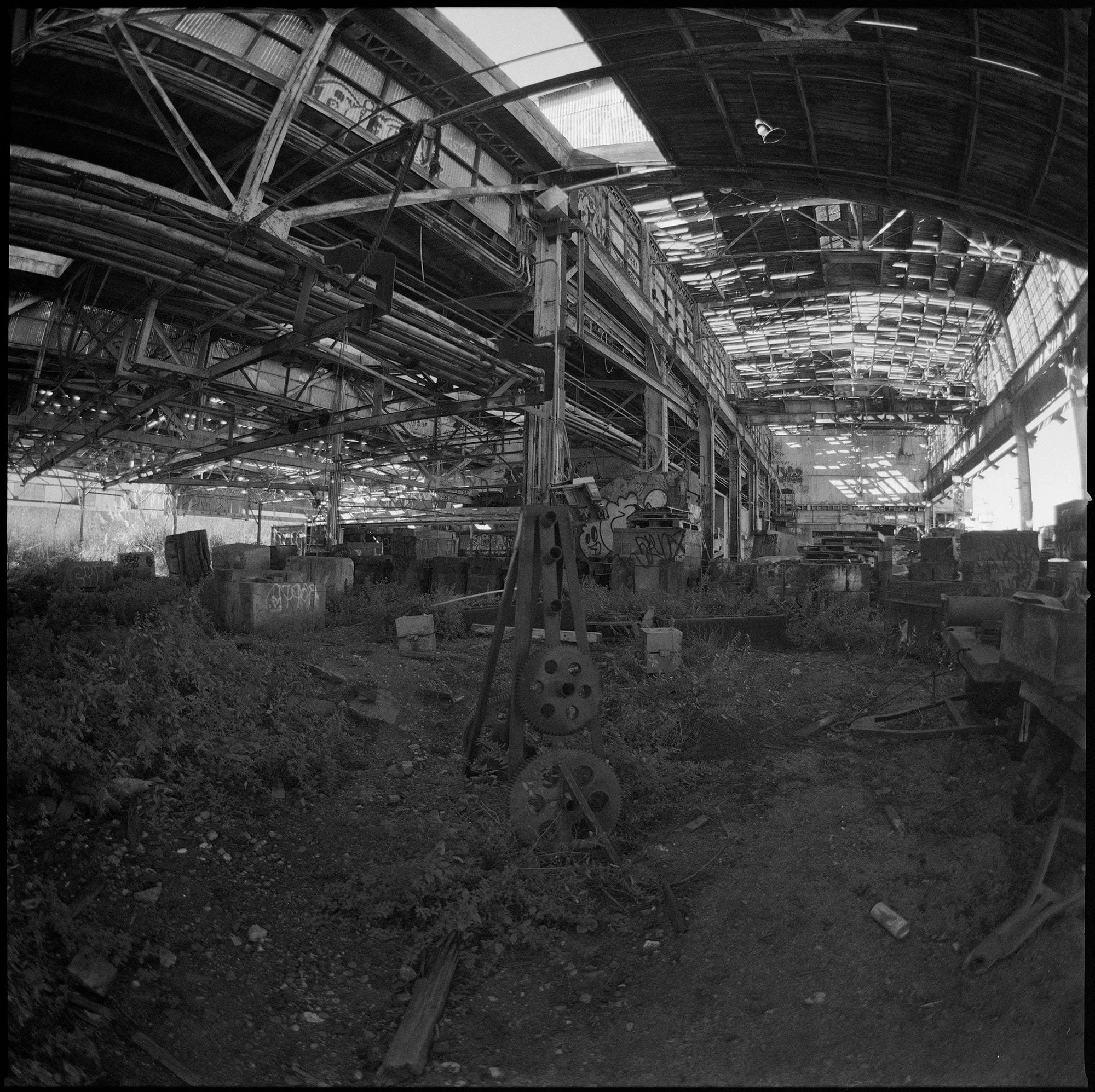 DOGPATCH3WEBREADY.jpg