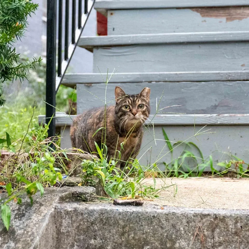 More Stray Cat Events