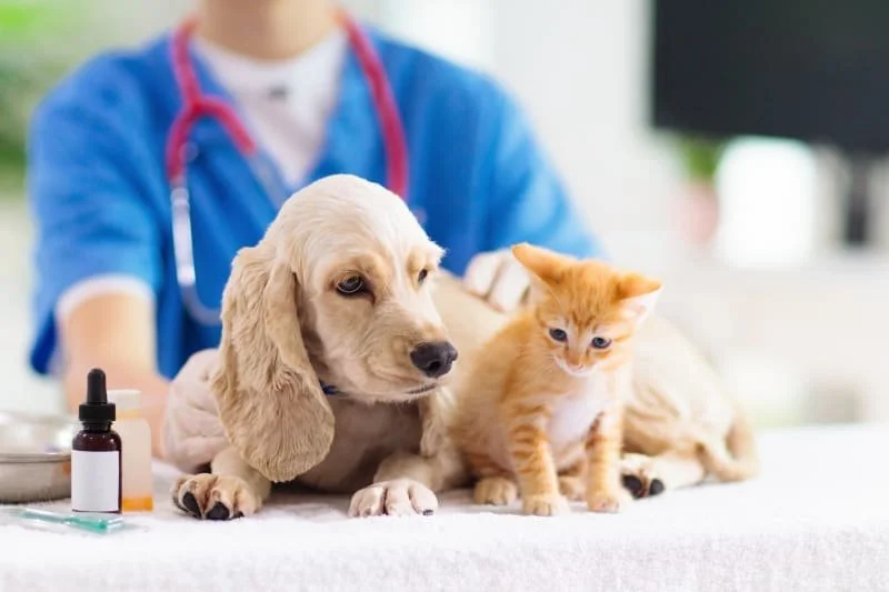 Rabies Vaccines on April 12