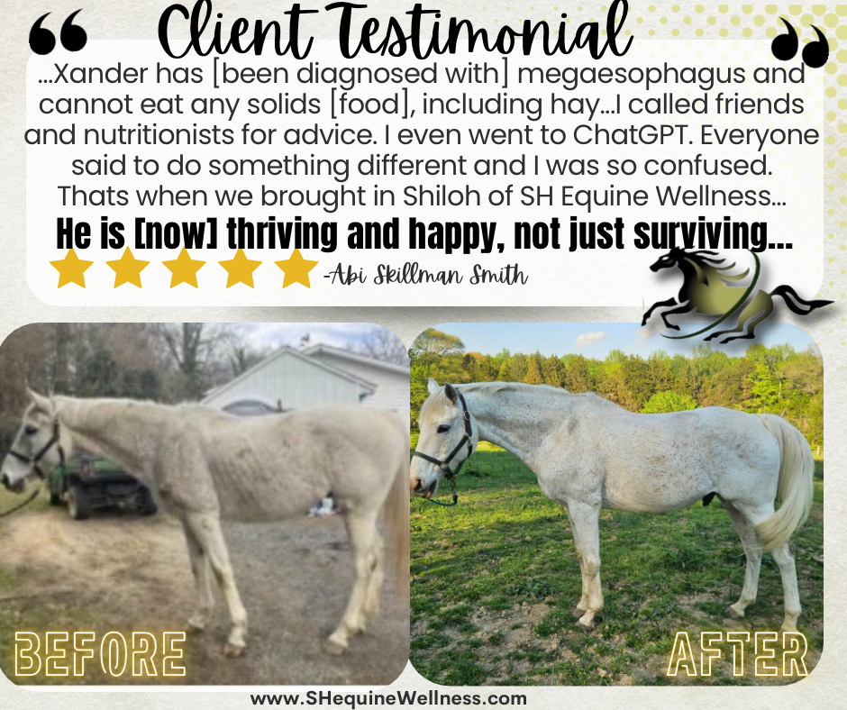 Megaesophagus horse OTTB Thoroughbred nutrition feed