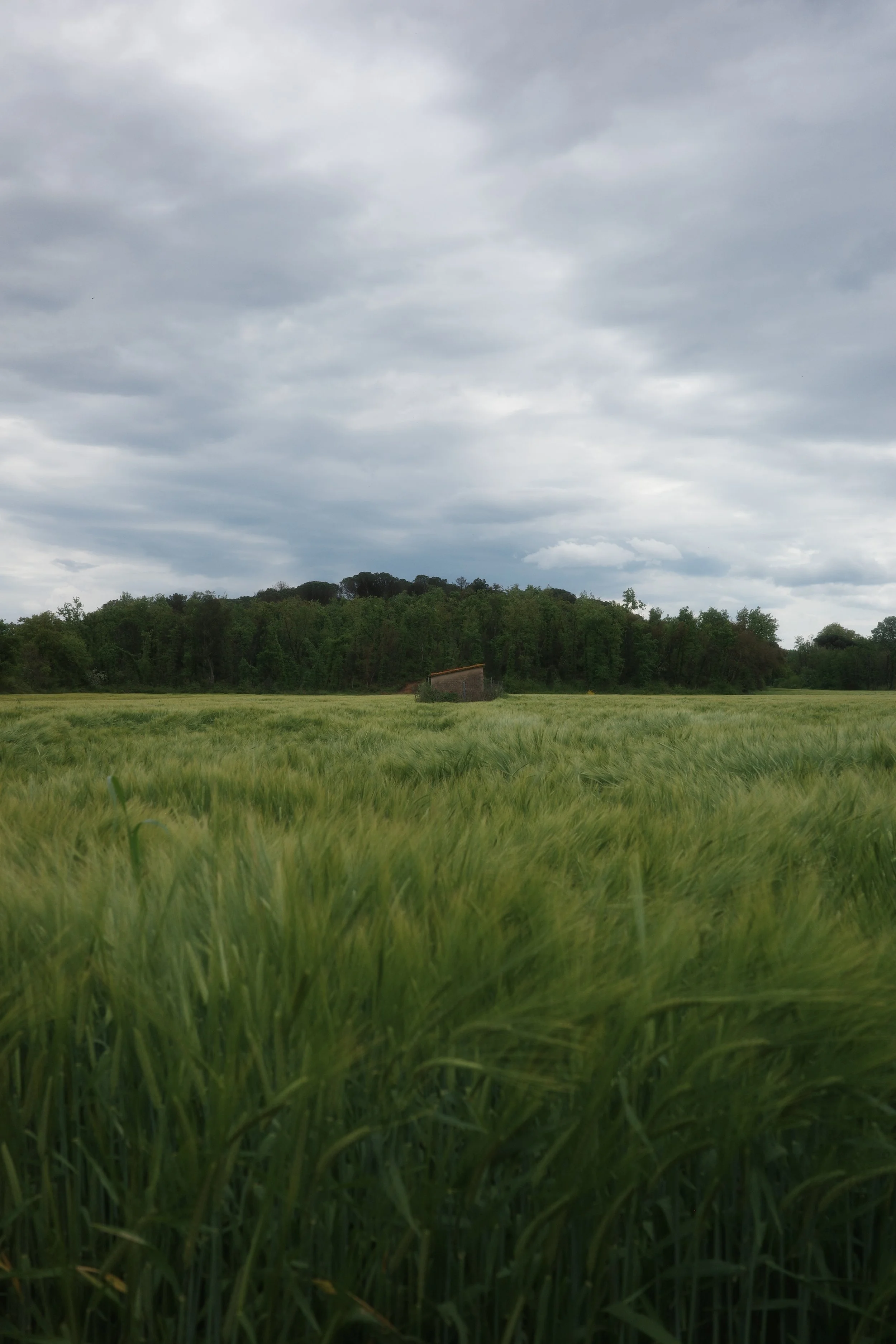 A green field of tall grass or corn with a distant wooded hill and a small building or shed under a cloudy sky.