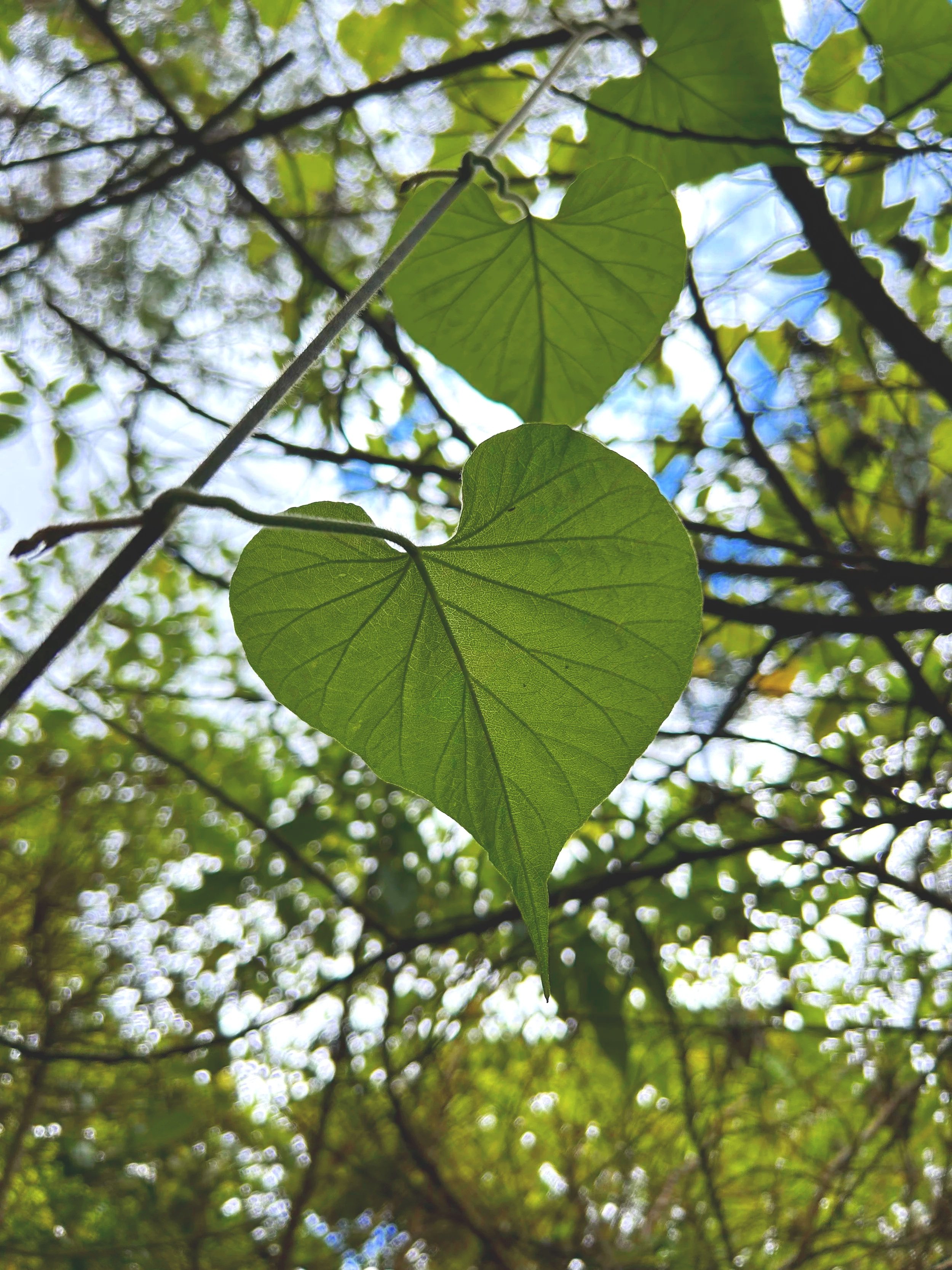 About Linden Tree