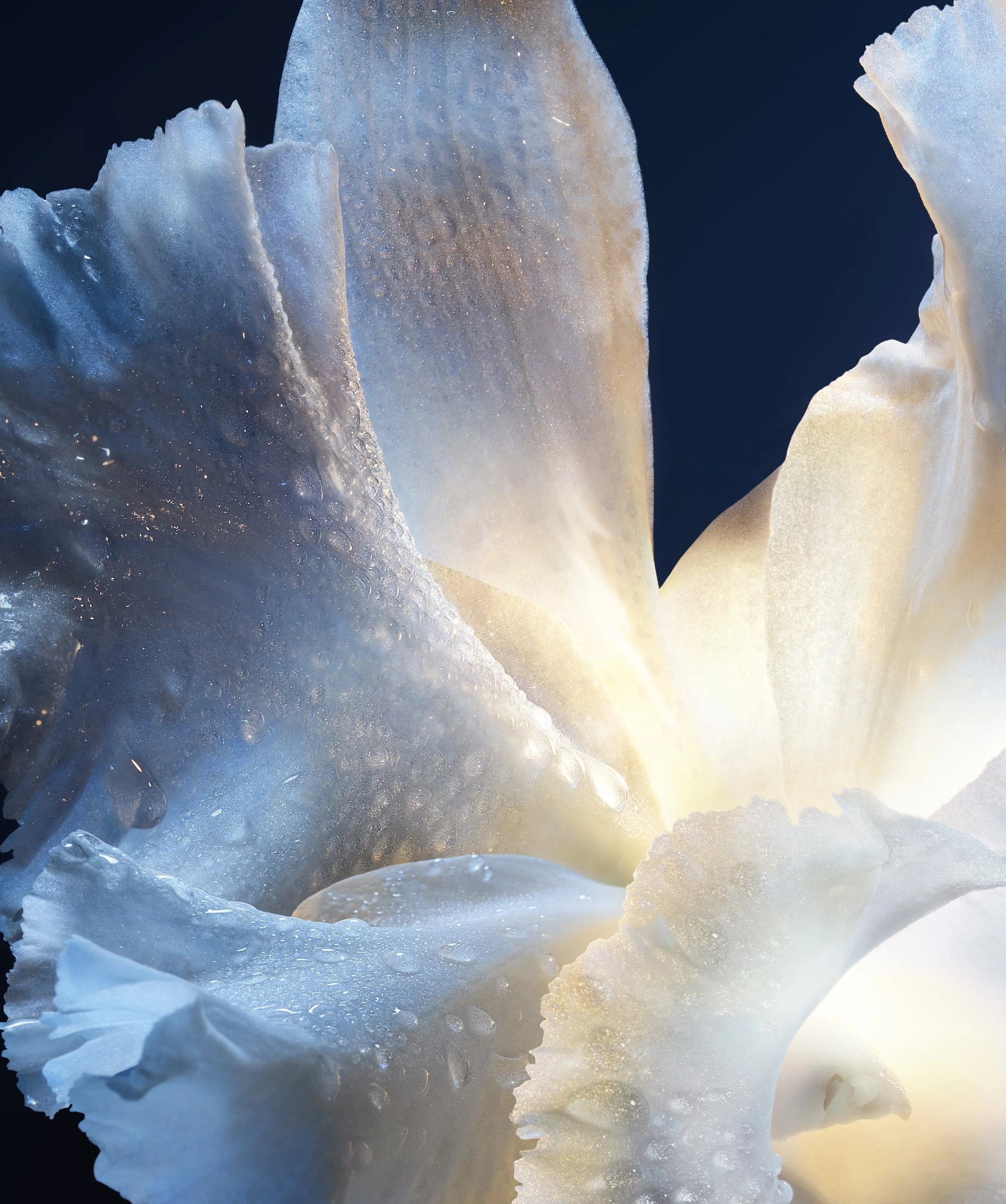 GUERLAIN - ORCHIDÉE IMPÉRIALE FRANCHISE